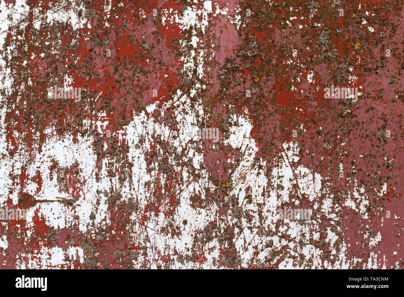 Eisenblech mit alten Rot über weiße Farbe und Flechten. Stockfoto
