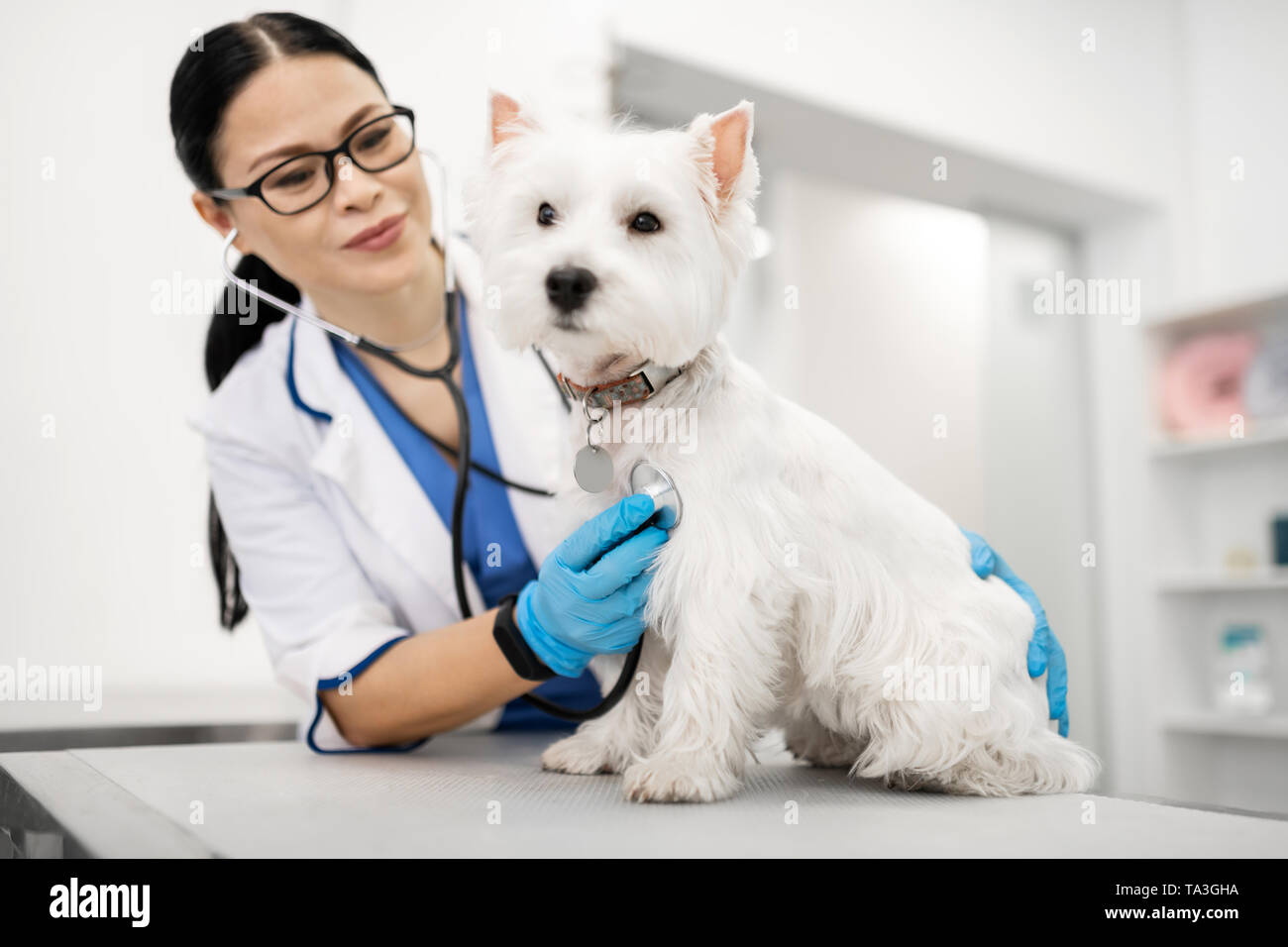 Vet Prüfung der niedlichen kleinen weißen Hund steht auf dem Tisch Stockfoto