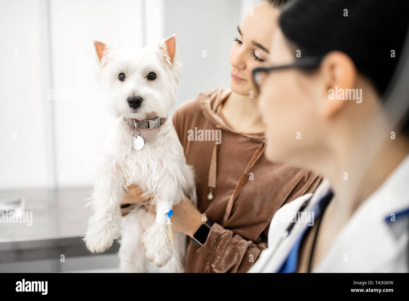 Frau mit smart Watch ihres süßen weißen Hund angezeigt Stockfoto