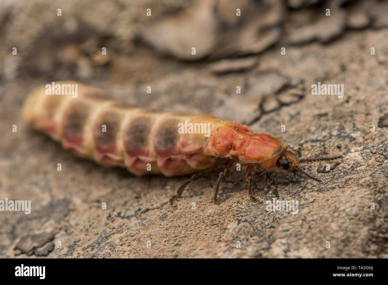 Auch ein Firefly (lampyridae) aus den Anden in Peru, das ist ein Erwachsener flugunfähigen weiblichen als Larviform Weibliche bekannt. Stockfoto