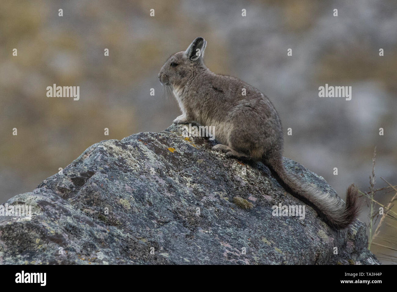 Northern viscacha (Lagidium peruanum) von hoch in den Anden im Süden von Peru. Es überwacht die Bedrohungen von oben auf einem hohen Felsen. Stockfoto
