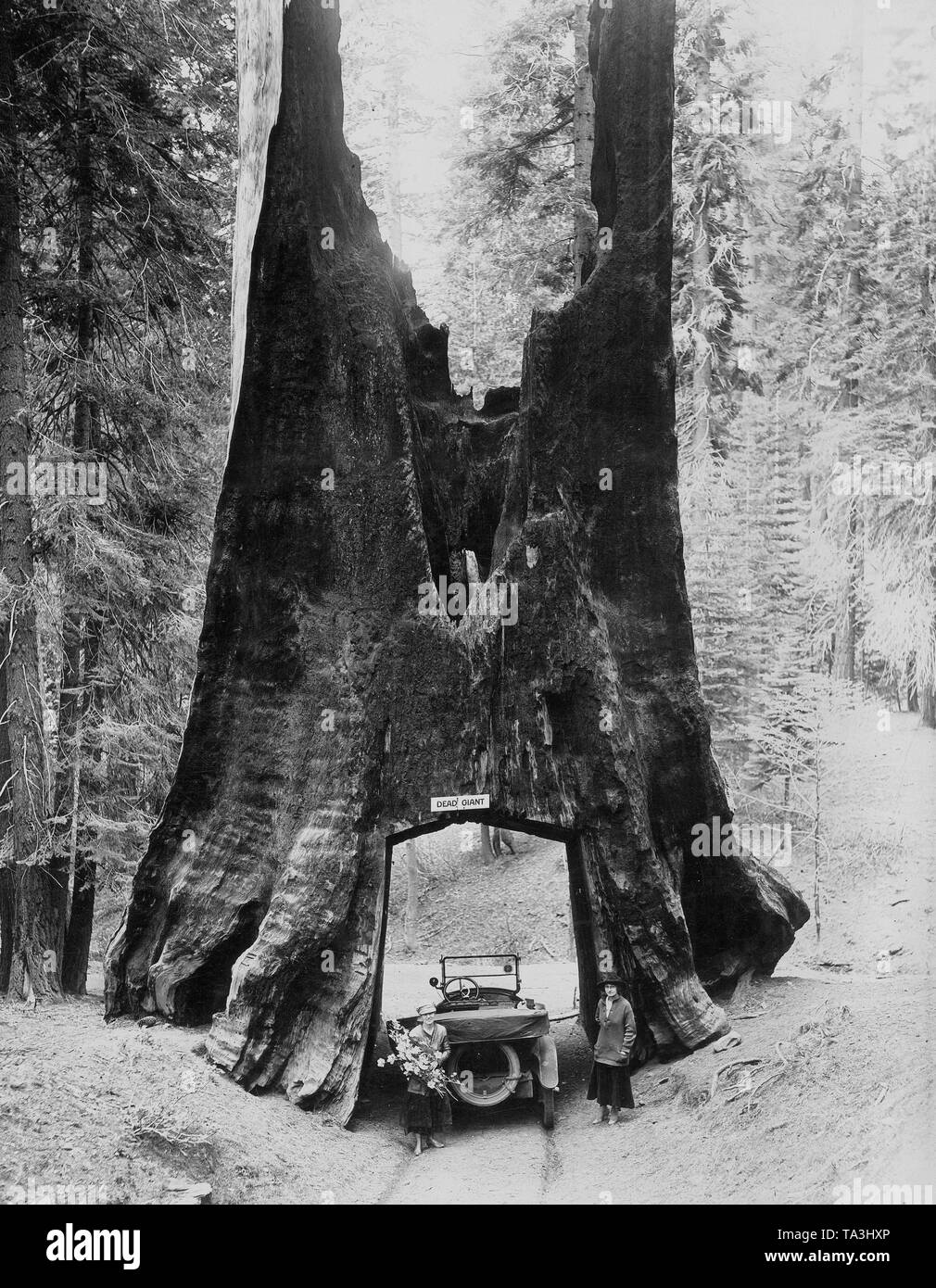 Die 'Dead Giant", schätzungsweise 8.000 Jahre alt sein, im Yosemite Nationalpark in Kalifornien. Stockfoto