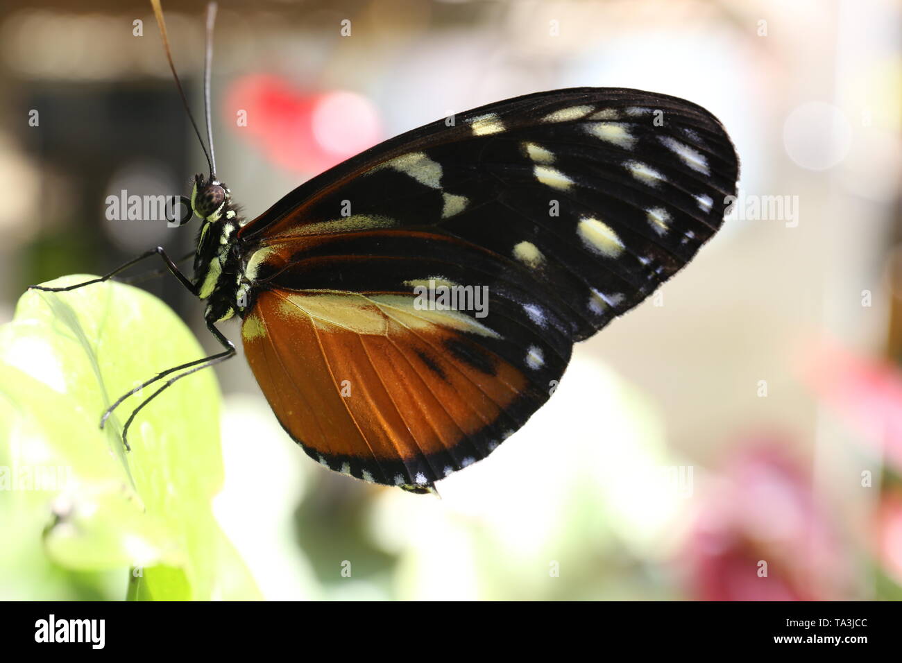 Profil von schwarz und orange Schmetterling mit seinen Flügeln ausgeklappt Stockfoto