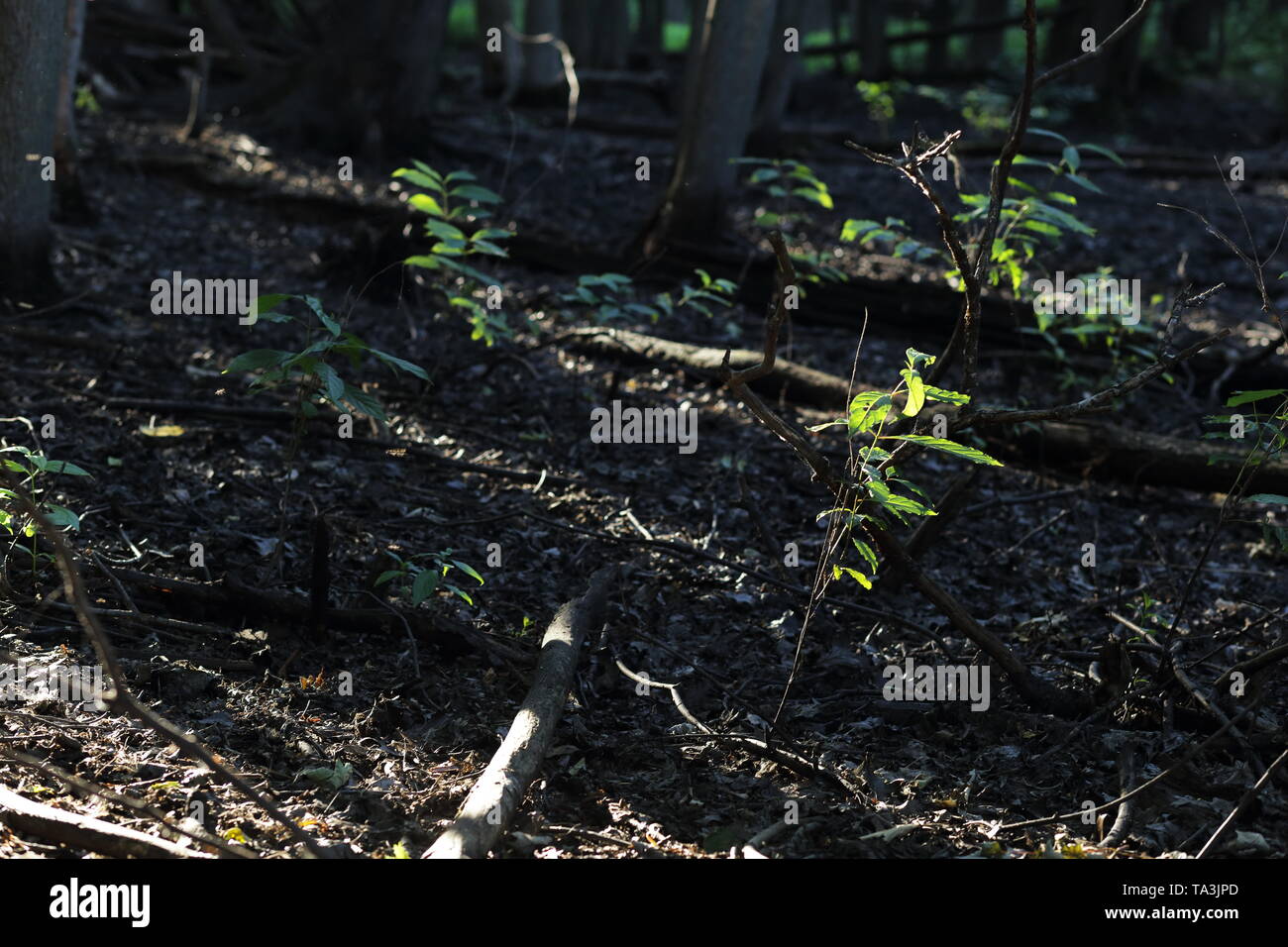 Die Sonnenstrahlen dringen auf den Waldboden, Erstellen von Streifen von Licht Stockfoto