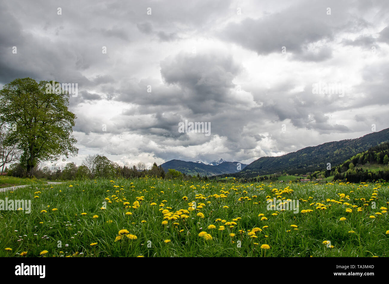 Wiesen im Frühjahr im Voralpenland von Bayern mit dunklen Wolken Stockfoto