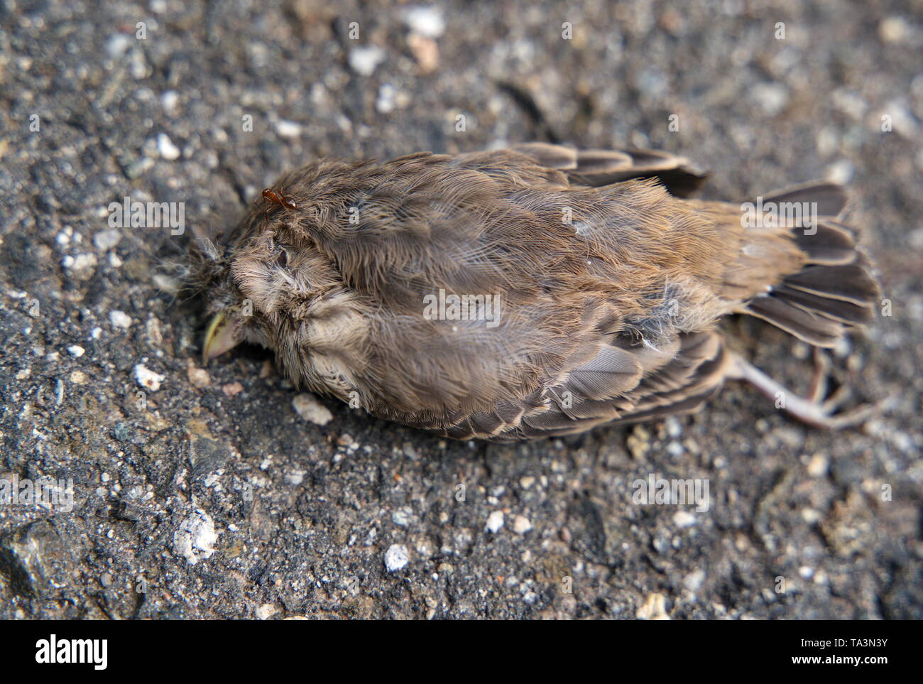 Eine individuelle Scout ant wird Glück und findet einen toten Vogel bereit, durch eine Armee der Arbeiter Ameisen gespült werden und zurück in die Kolonie. Stockfoto