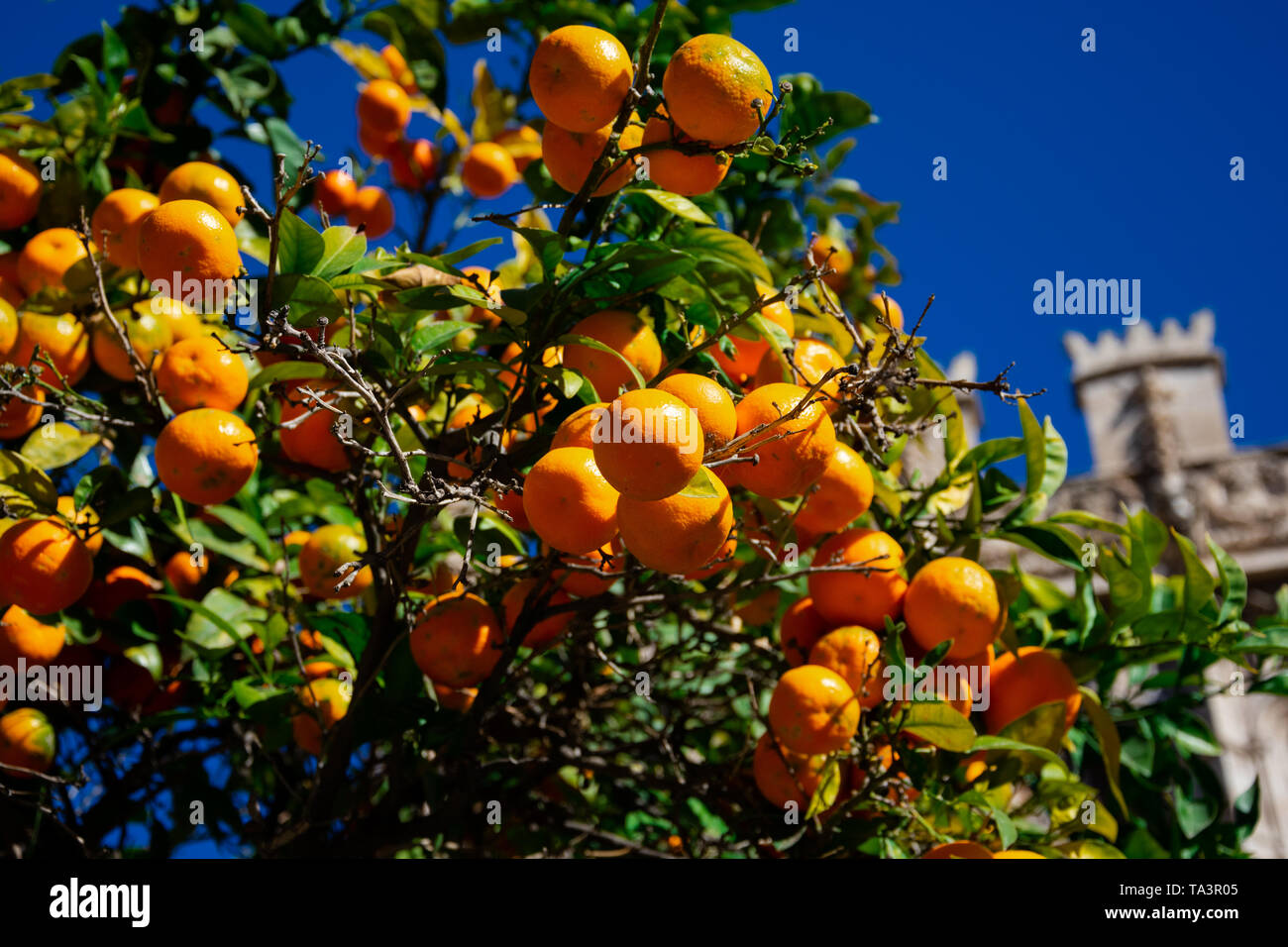 Bunte Orange Tree auf Valencia Straßen. Valencia, Spanien Stockfoto