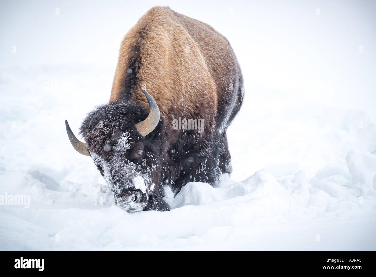 Bison schwingt seinen Kopf von Seite zu Seite weg Schnee zu schieben und offenbart das Gras Stockfoto