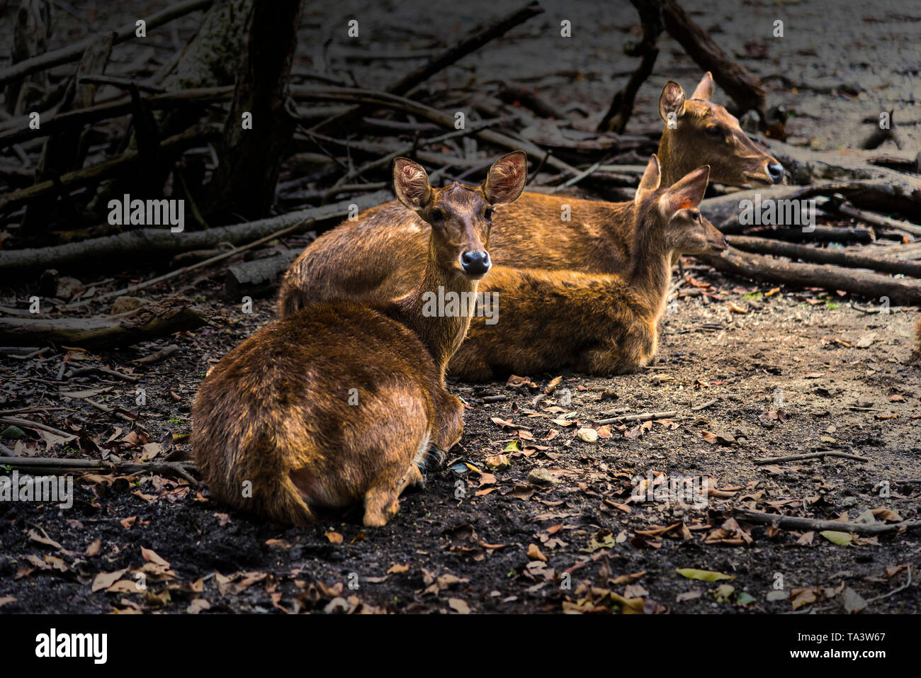 Reh Bilder auf einem weißen Hintergrund haben unterschiedliche Verben. Stockfoto