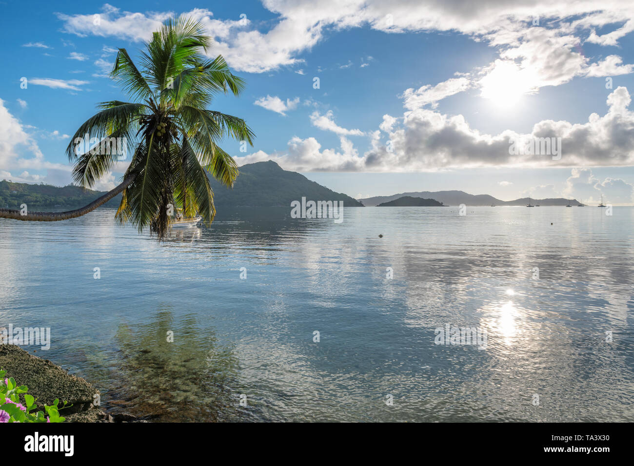 Tropische Insel bei Sonnenaufgang mit Coco Palm im Strand, Insel Praslin, Seychellen. Stockfoto