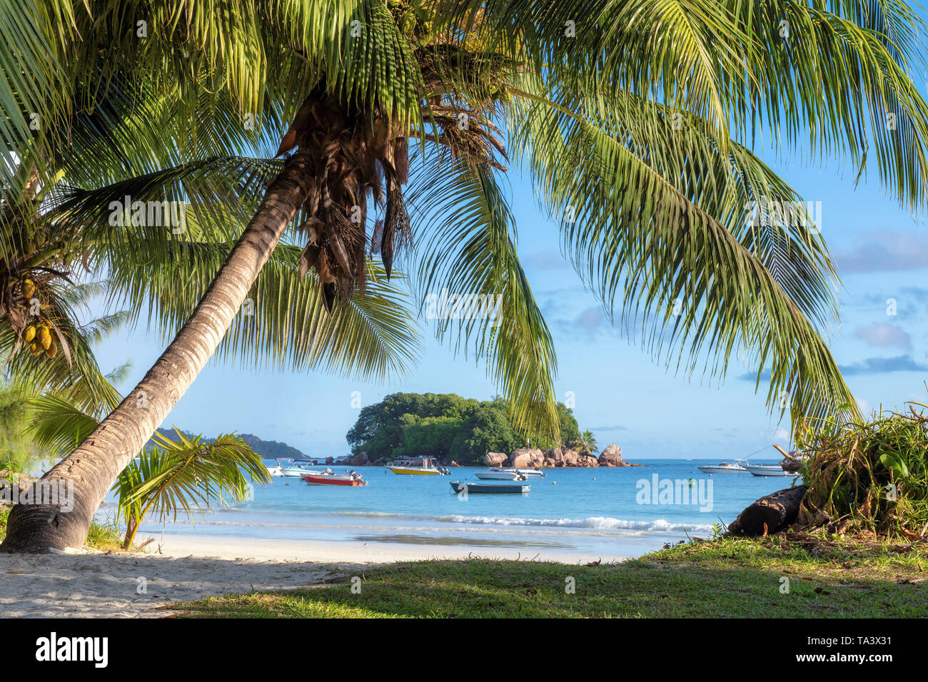 Sandstrand mit Palmen und einem Segelboote im türkisblauen Meer auf der Insel Praslin, Seychellen. Stockfoto