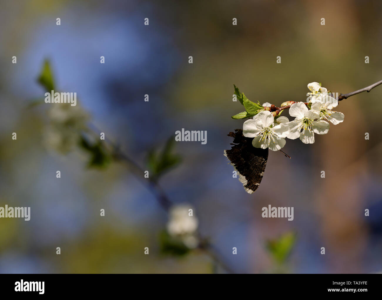Nymphalis antiopa (Trauer Mantel oder Camberwell Beauty) auf einem schönen cherry Niederlassung im Frühjahr Stockfoto