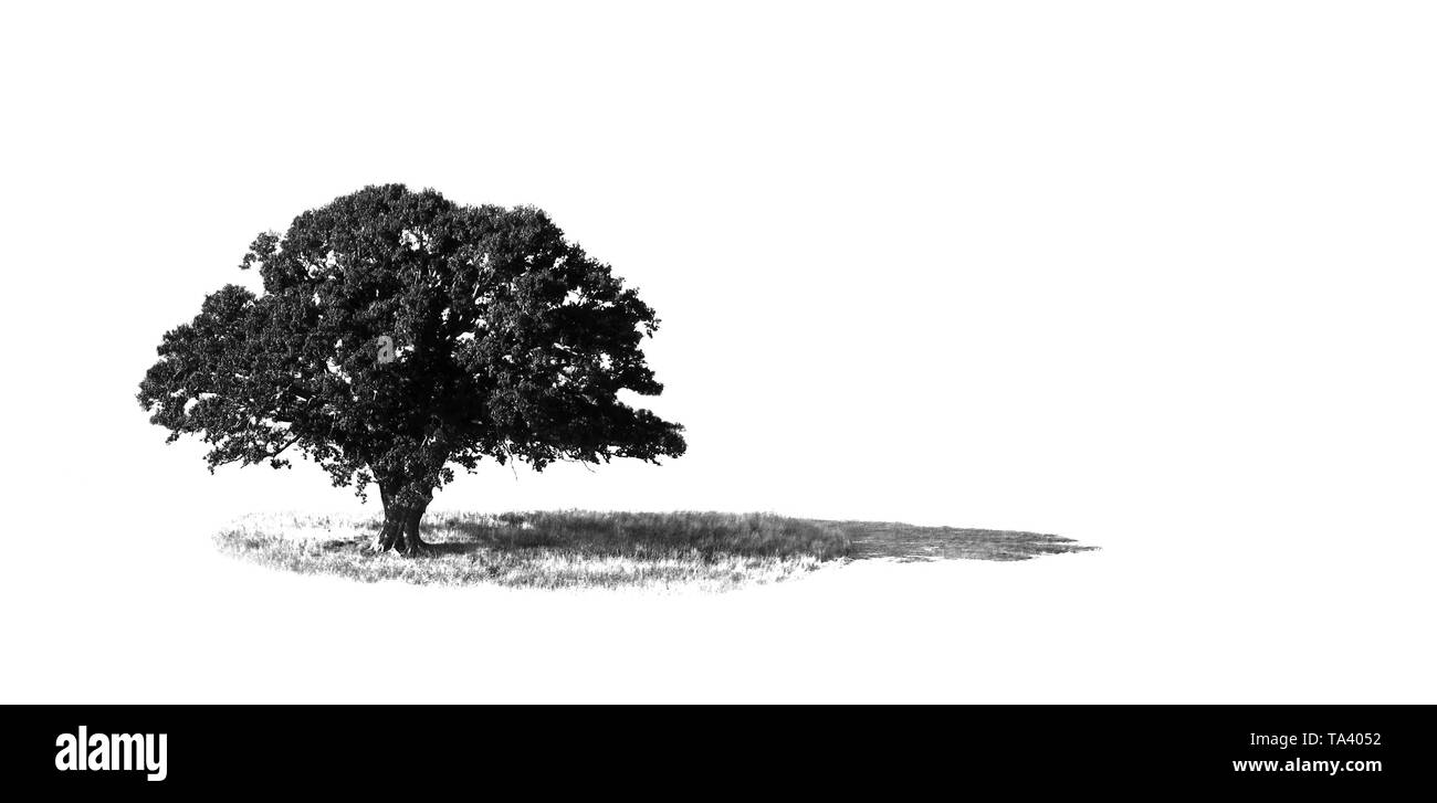 Einsamer Baum minimalistischen Stockfoto