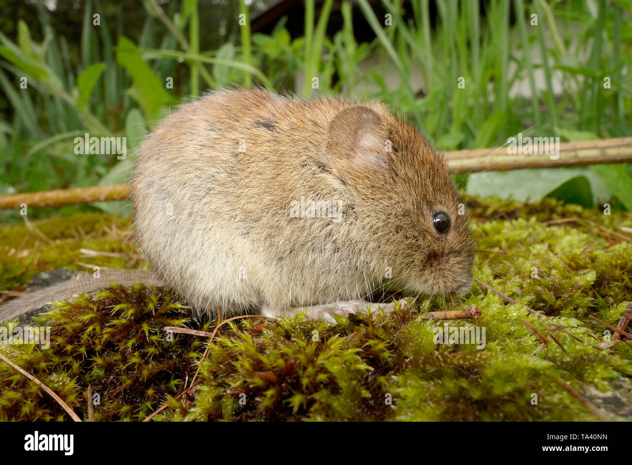 Feld maeuse Fotos und Bildmaterial in hoher Auflösung Alamy