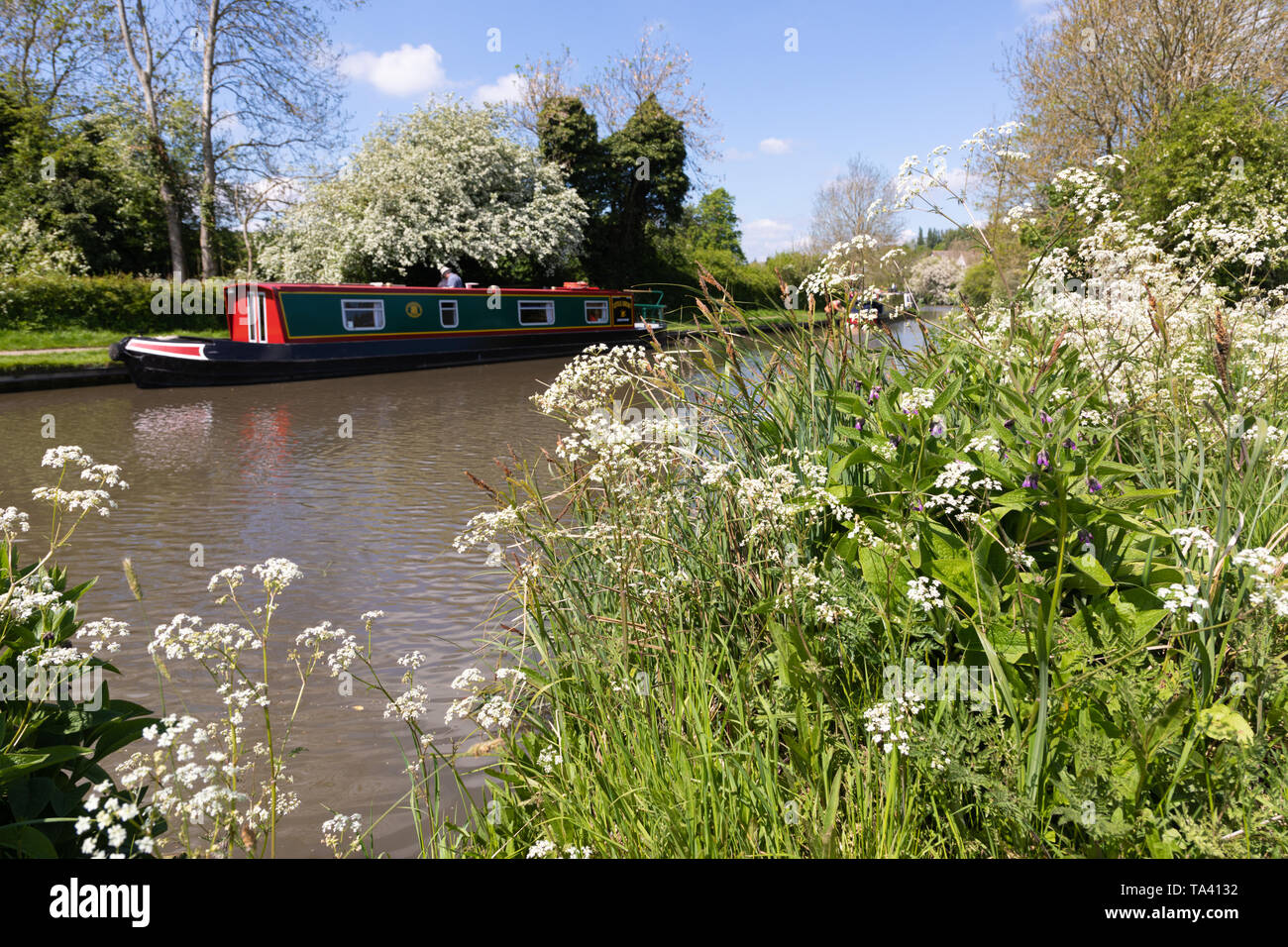 Braunston, Northamptonshire, Großbritannien: Kuh Petersilie blüht am Ufer des Canal Grande Union. Auf der anderen Kanalseite ist ein schmales Boot vermocht. Stockfoto