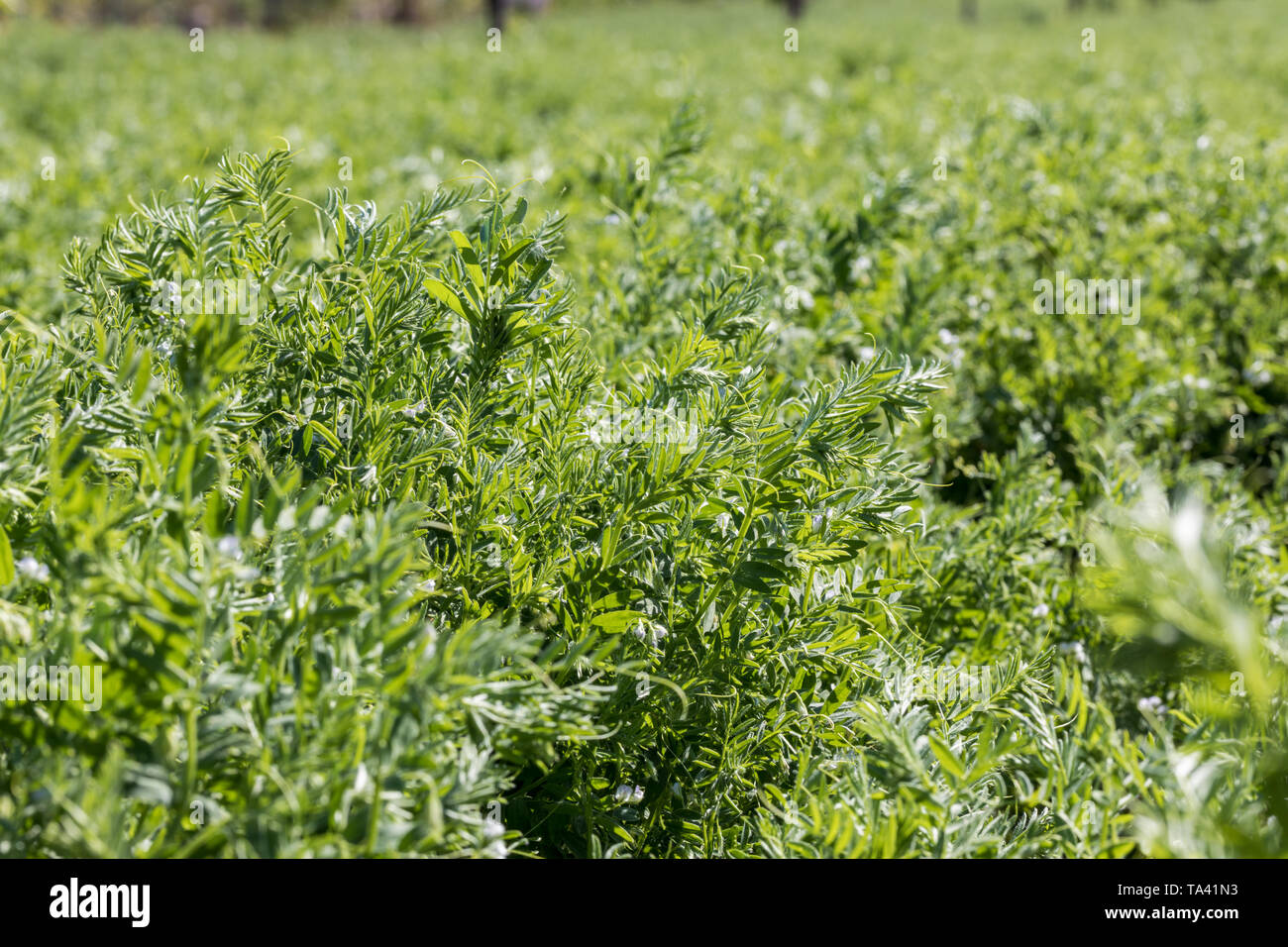 Nahaufnahme einer Linse. Reihen von Linsen Pflanzen in einem Feld. Landwirtschaft Stockfoto