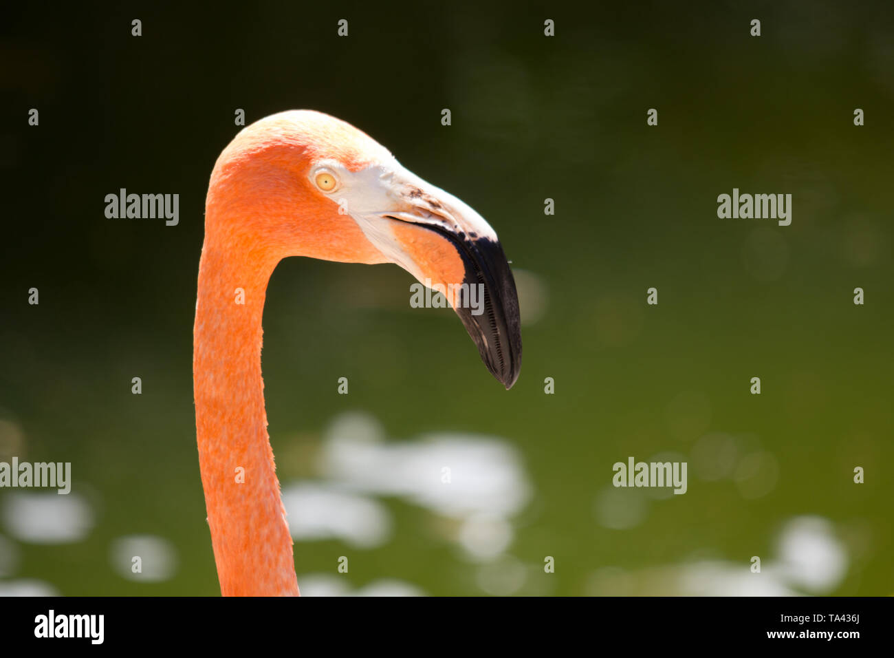 Flamingo Nahaufnahme Stockfoto