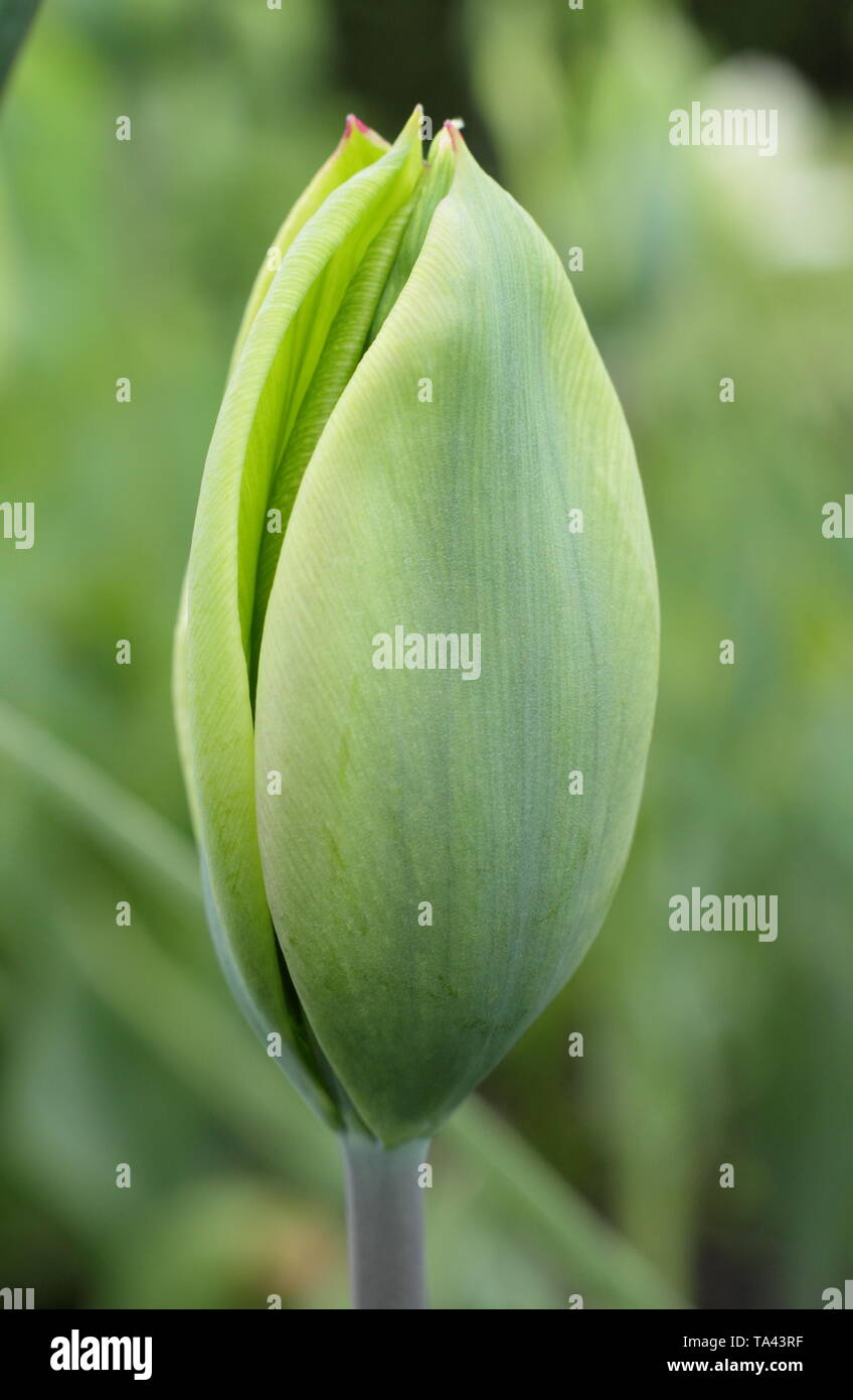 Tulipa 'Evergreen'. Reines Grün Blüten der immergrünen tulip-UK Stockfoto