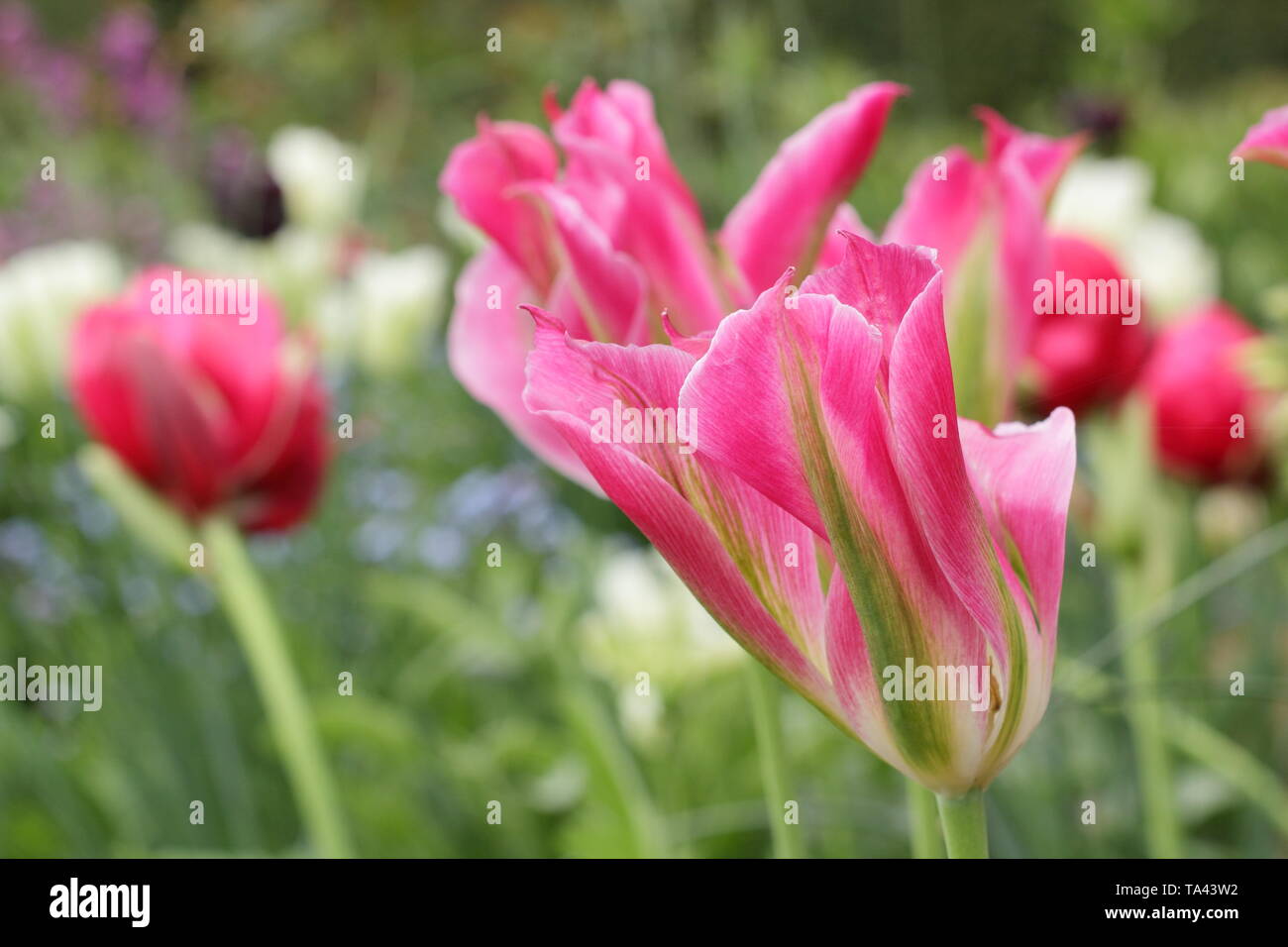 Tulipa 'Florosa'. Hohe, elegante Blüten von Florosa Tulip in einem britischen Garten Stockfoto