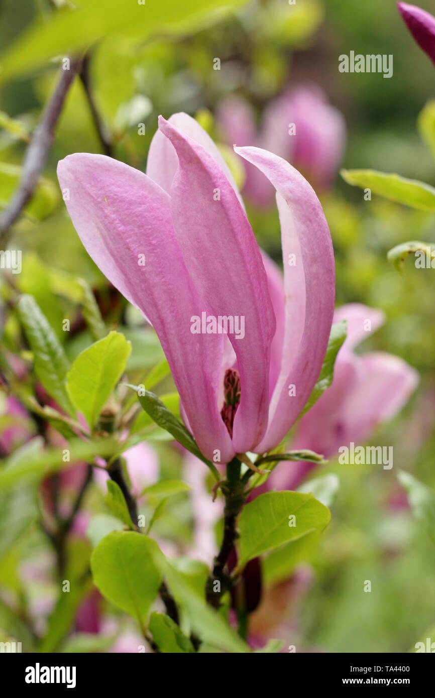 Magnolia 'Susan'. Tiefrosa Blüten der Magnolia 'Susan'. Hauptversammlung Stockfoto