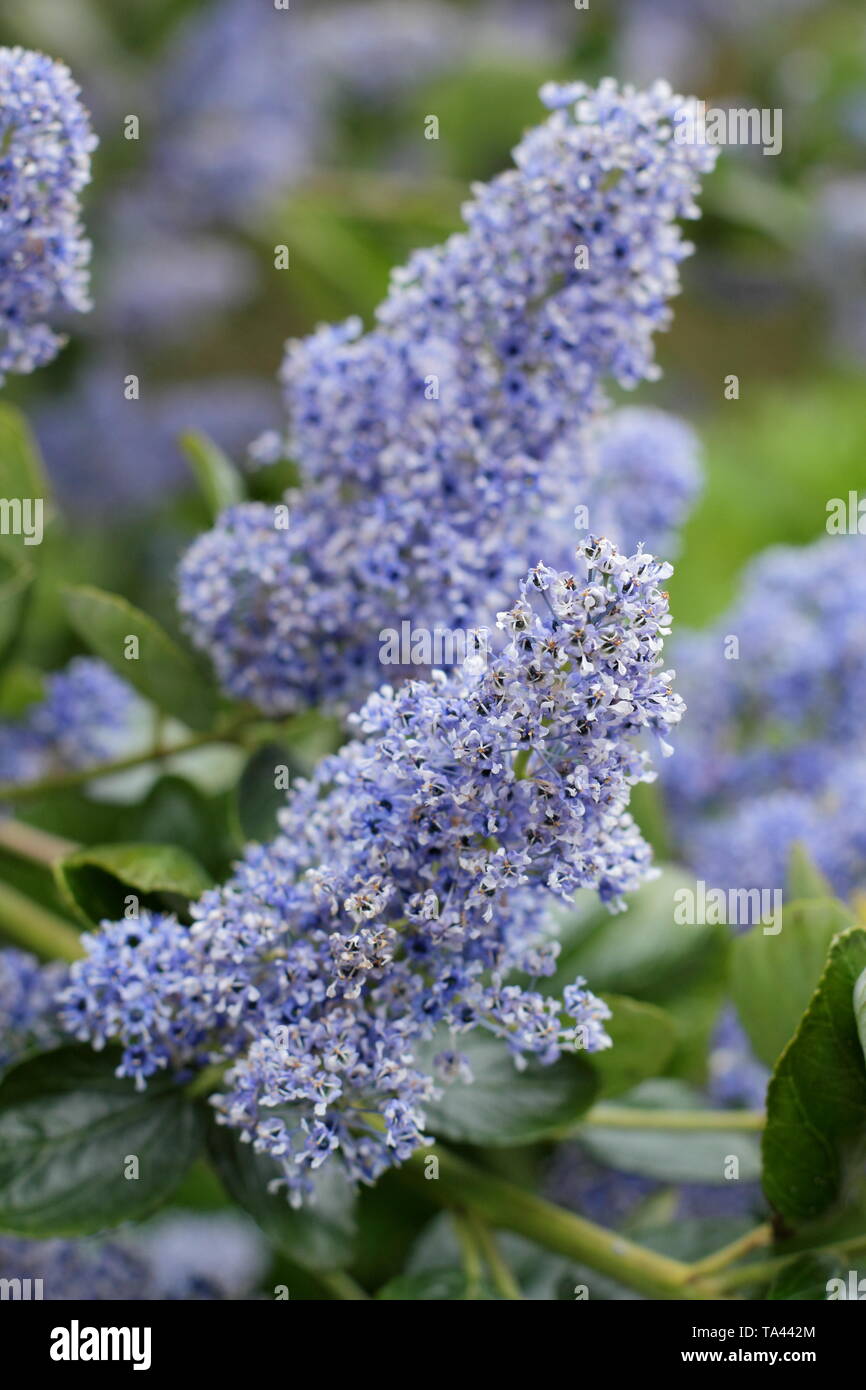 Ceanothus arboreus 'Trewithen Blue'. Blüten der Kalifornischen lilac' Trewithen Blue' in der Mitte der Feder-UK. Hauptversammlung Stockfoto