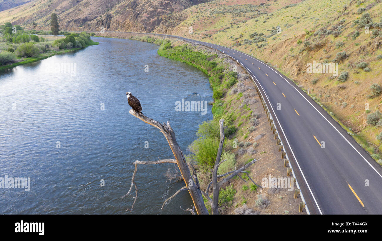 Große amerikanische Raptor Eagle wartet bis hoch auf der Suche nach einem Grund zu fliegen Stockfoto