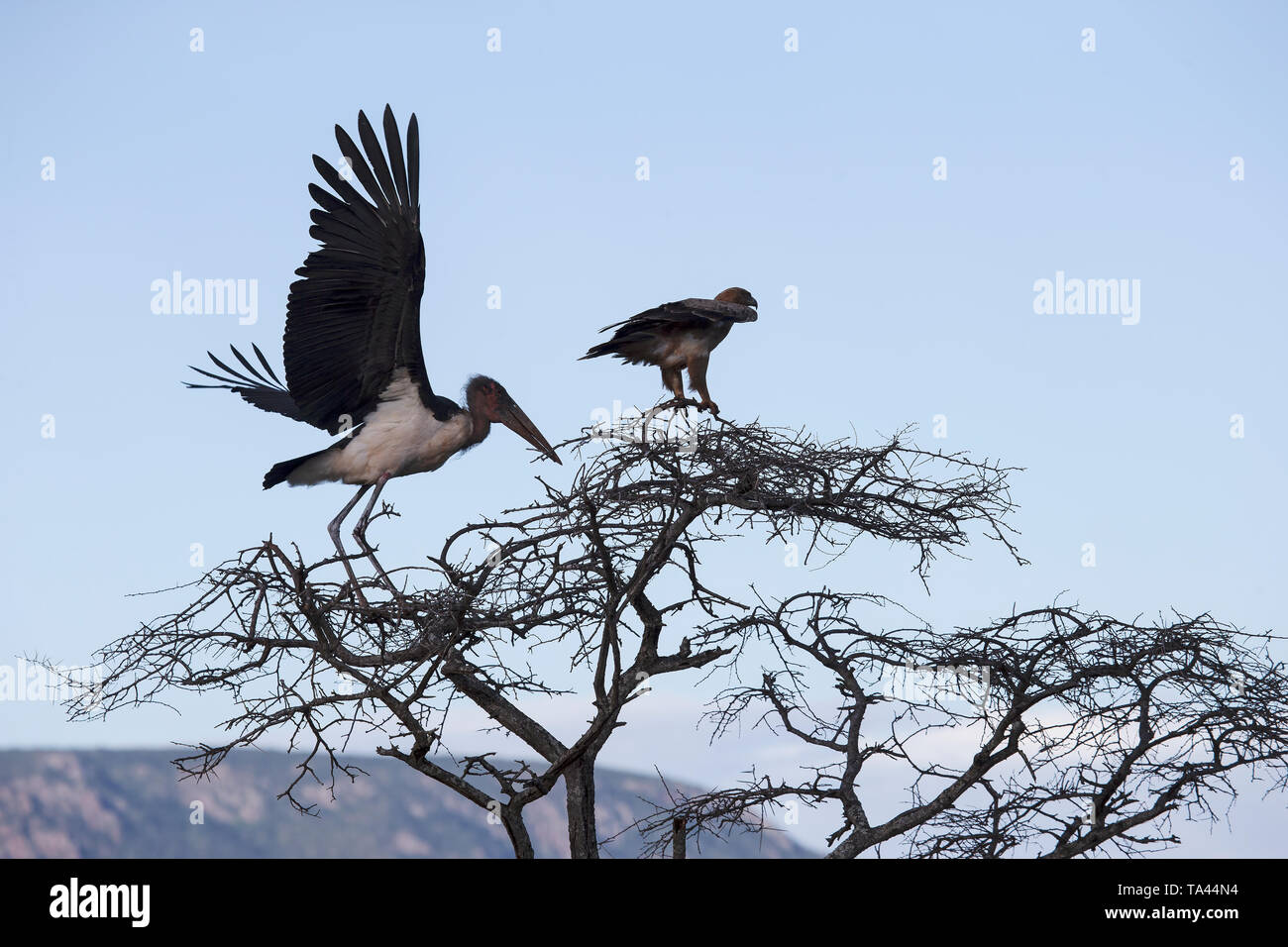 Gleichgewicht der Natur als großes Marabu Leptoptilos crumenifer und Tawny Eagle Aquila rapax Barsch unsicher auf einem großen Baum in Südafrika Stockfoto