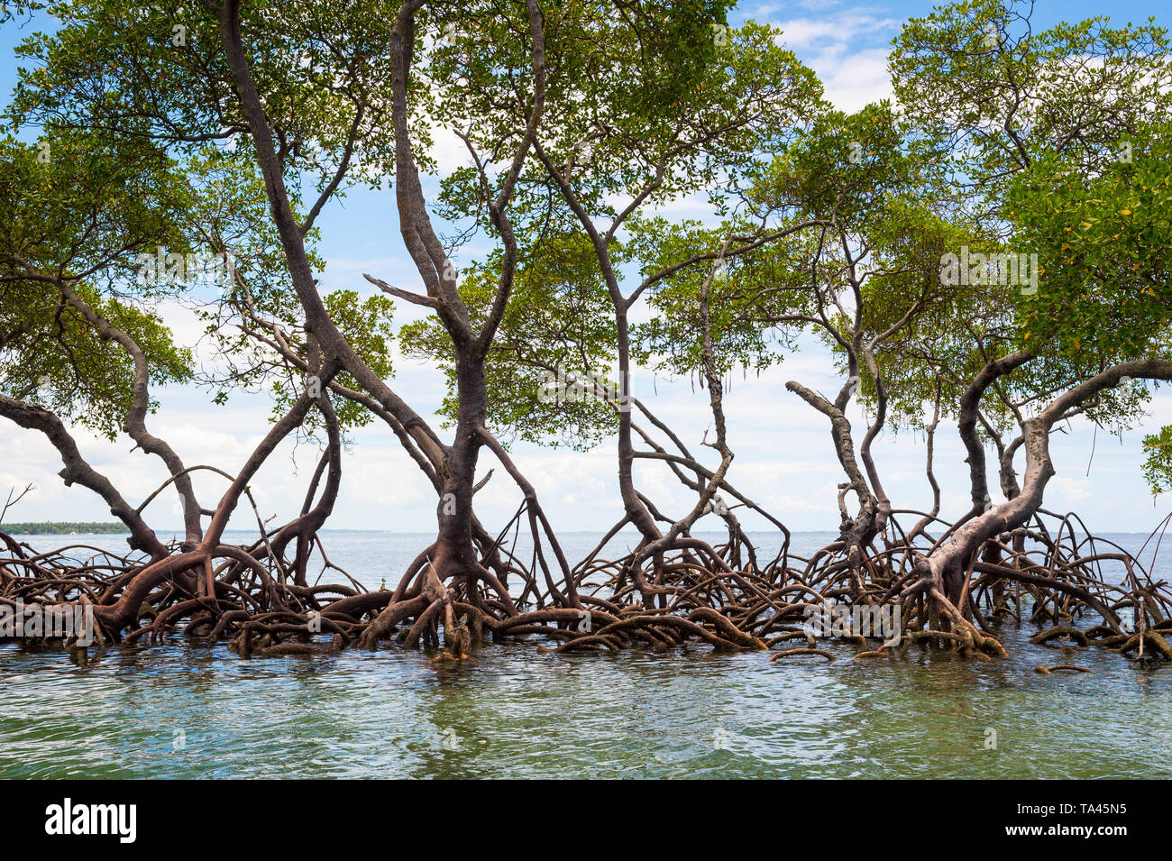 Malerischer Blick von innen eine Mangrove mit Blick auf die ruhige Horizont an der Küste in Bahia, Brasilien Stockfoto