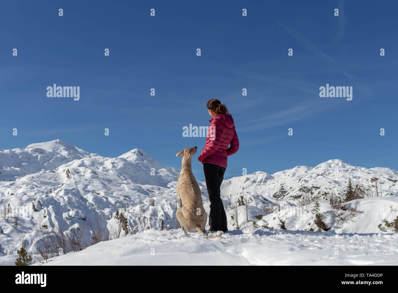 Junge Frauen Wanderer und Greyhound genießt die Aussicht im Triglav National Park Stockfoto