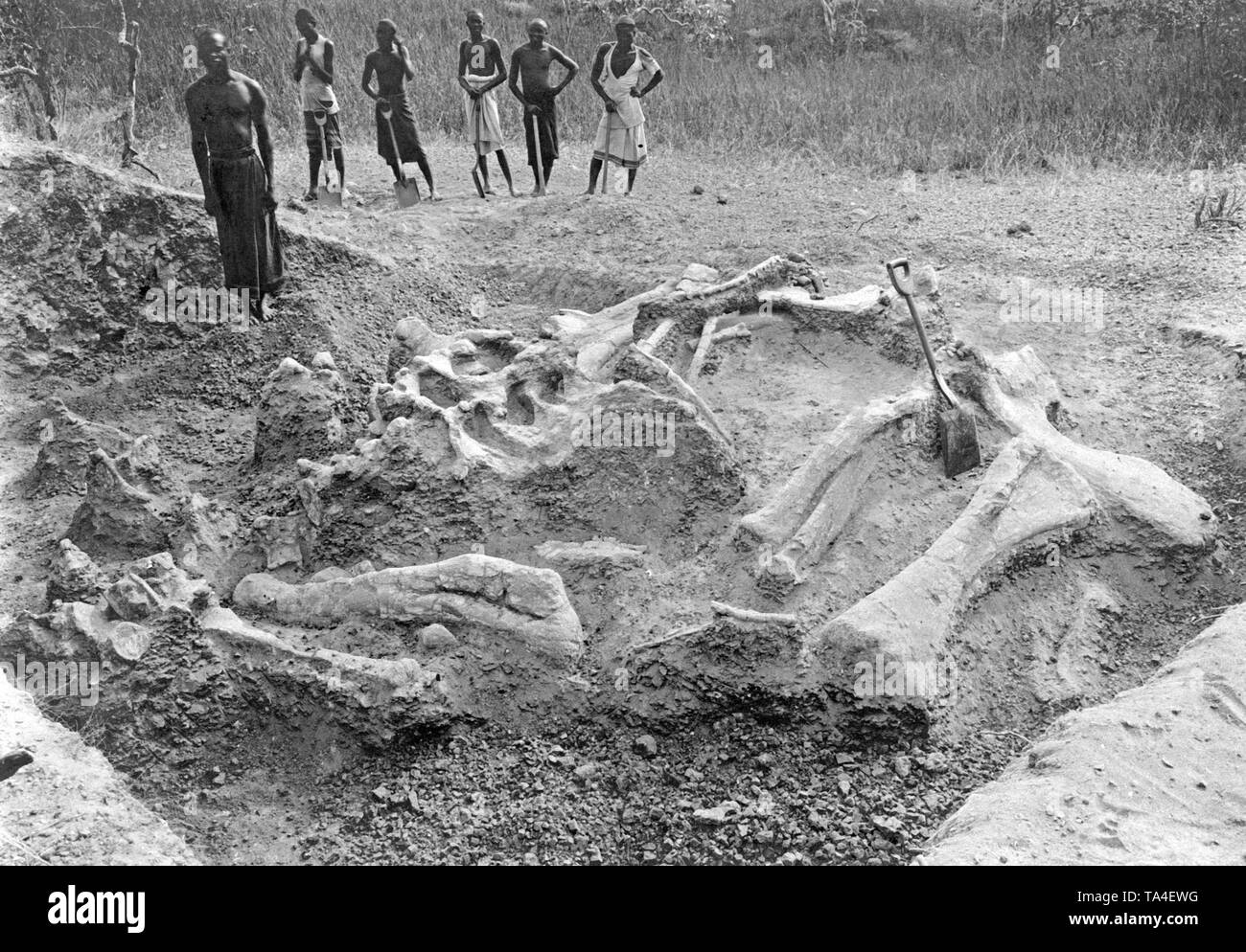 Die einheimischen Arbeiter finden ein Dinosaurier Skelett in Ostafrika. Stockfoto