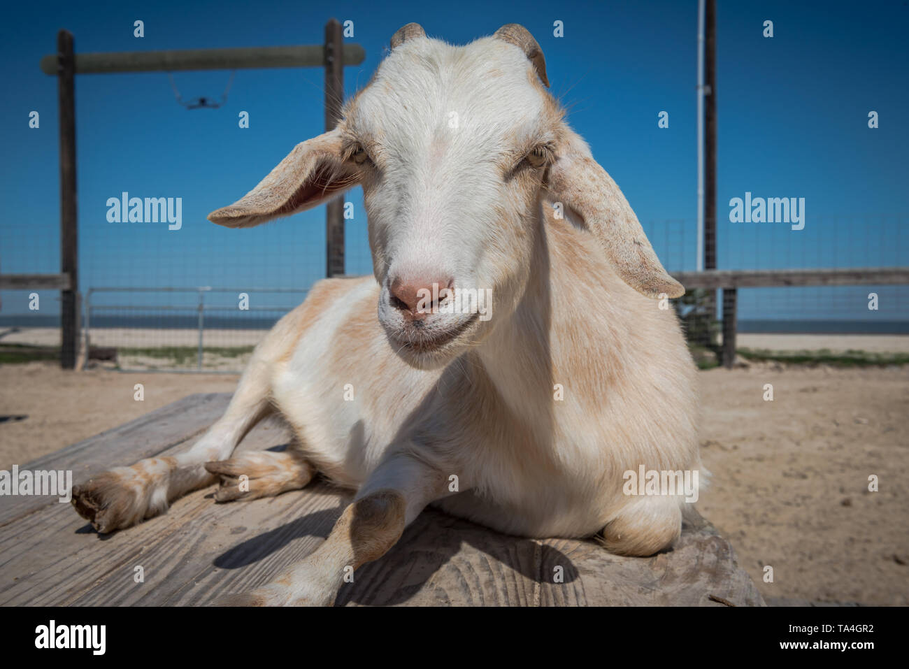 Viel Spaß mit den Tieren zum Triple M Critter Corral, Hobby Farm, Indianola Texas. Stockfoto