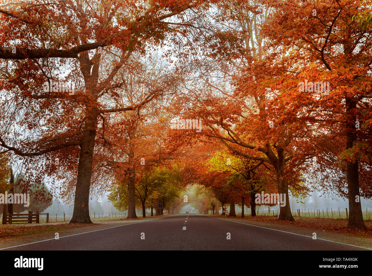 Herbst in Hell auf einem knackigen nebeliger Morgen mit der lebhaften Blätter der Laubbäume ein Baldachin über der Avenue Stockfoto
