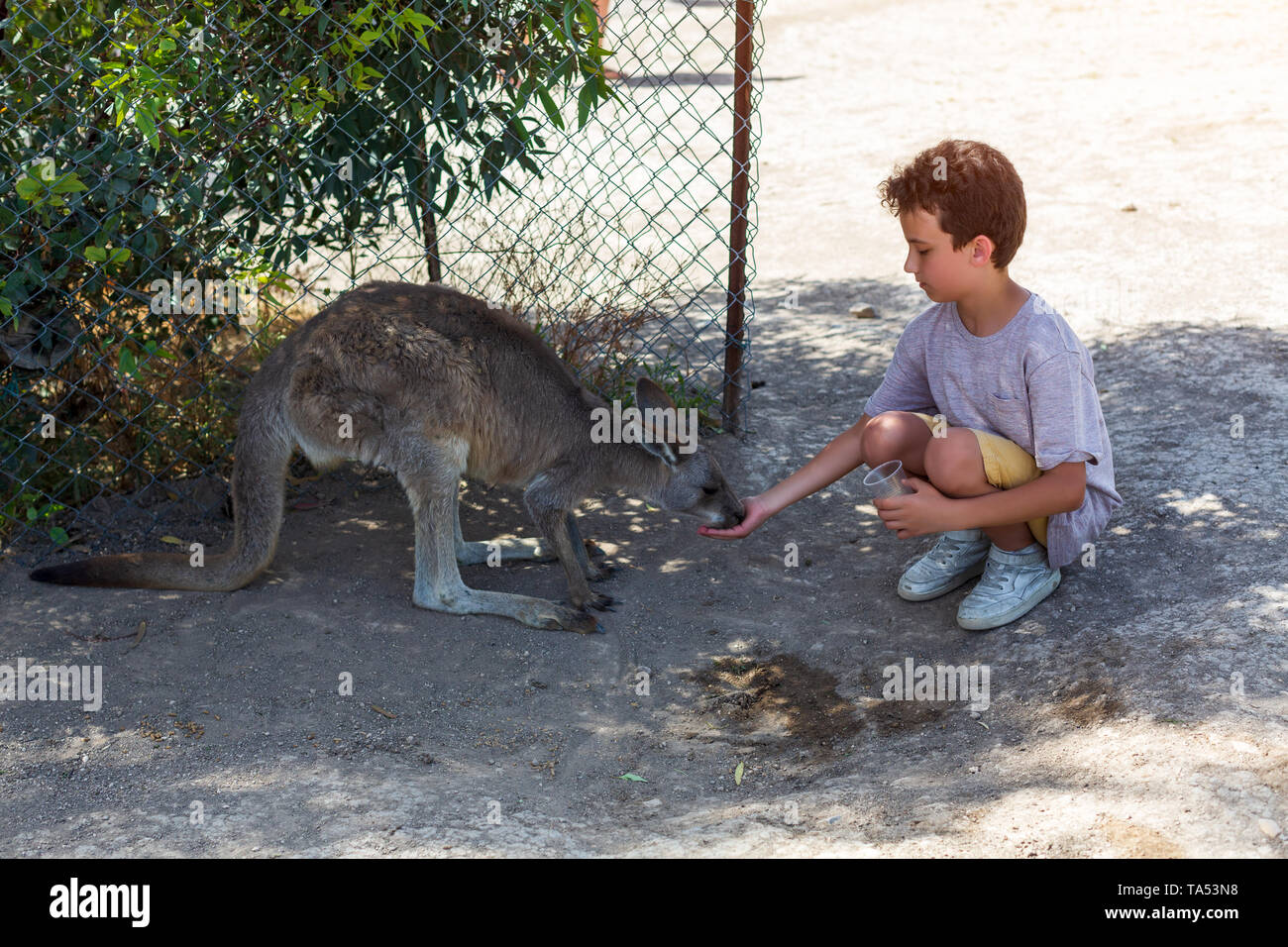 Kleines Kind sitzt auf dem Boden und Fütterung australische Känguru Stockfoto