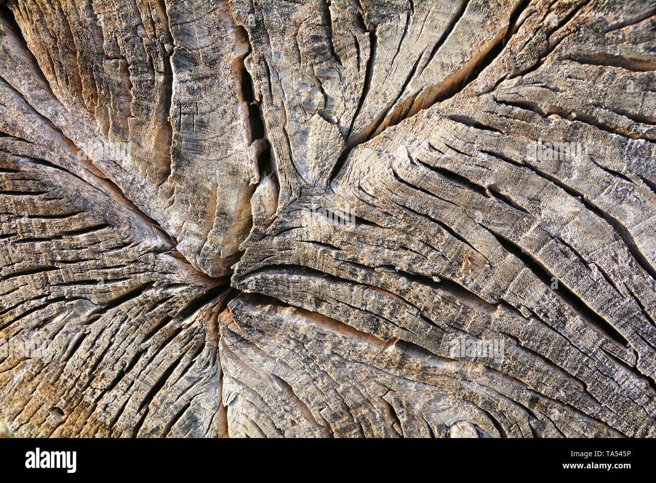 Struktur einer Gesägten Baumstamm Stockfoto