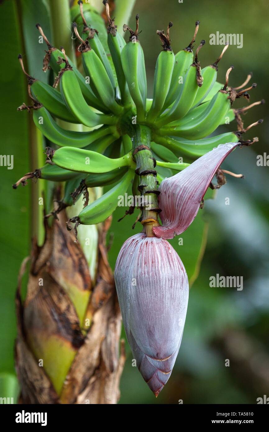 Banane (Musa), mehrjährige Pflanze mit Blume, Costa Rica Stockfoto