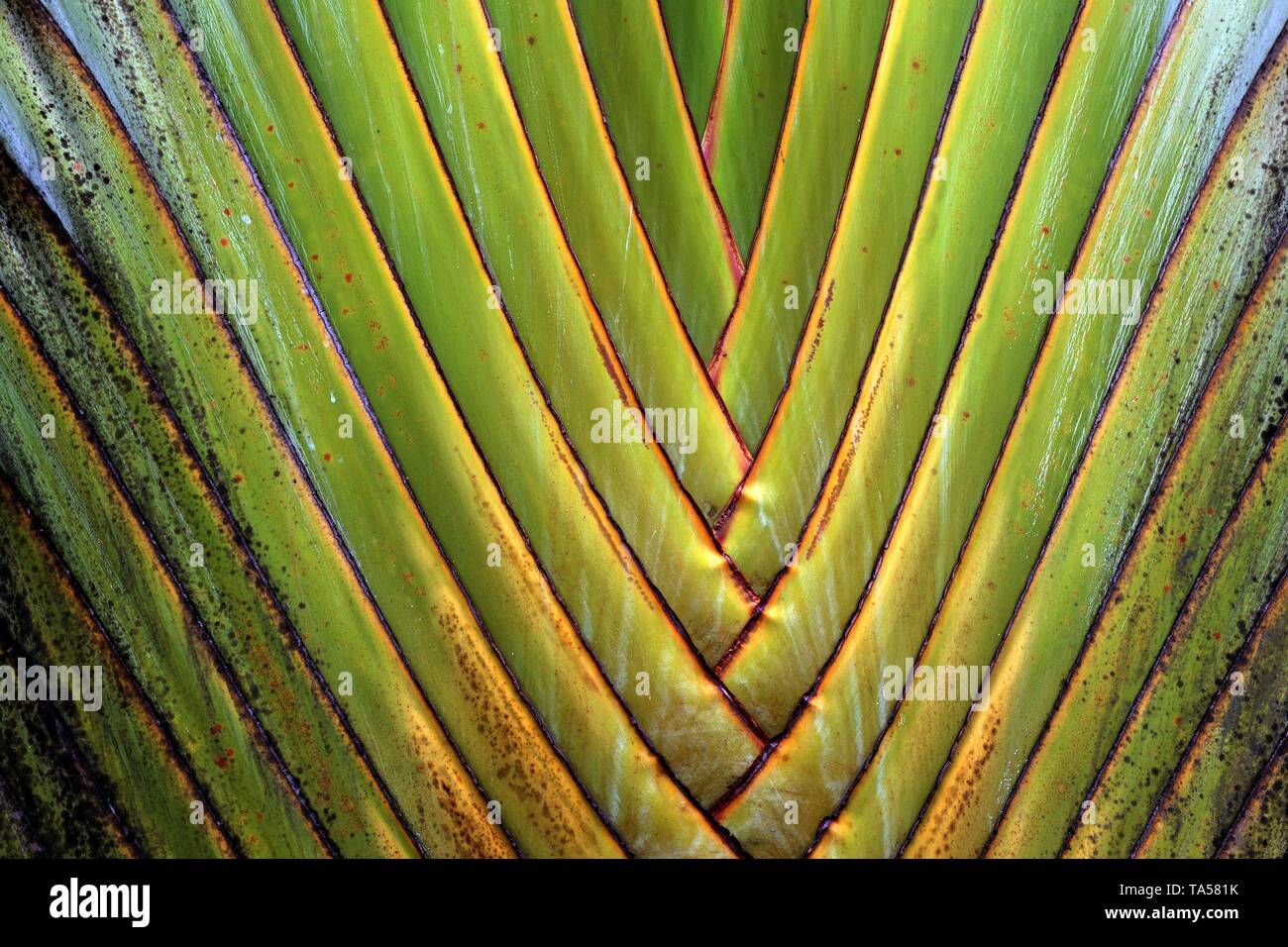 Baumstamm, Traveller Palm (Ravenala madagascariensis), Detailansicht, La Fortune, Provinz Alajuela, Costa Rica Stockfoto