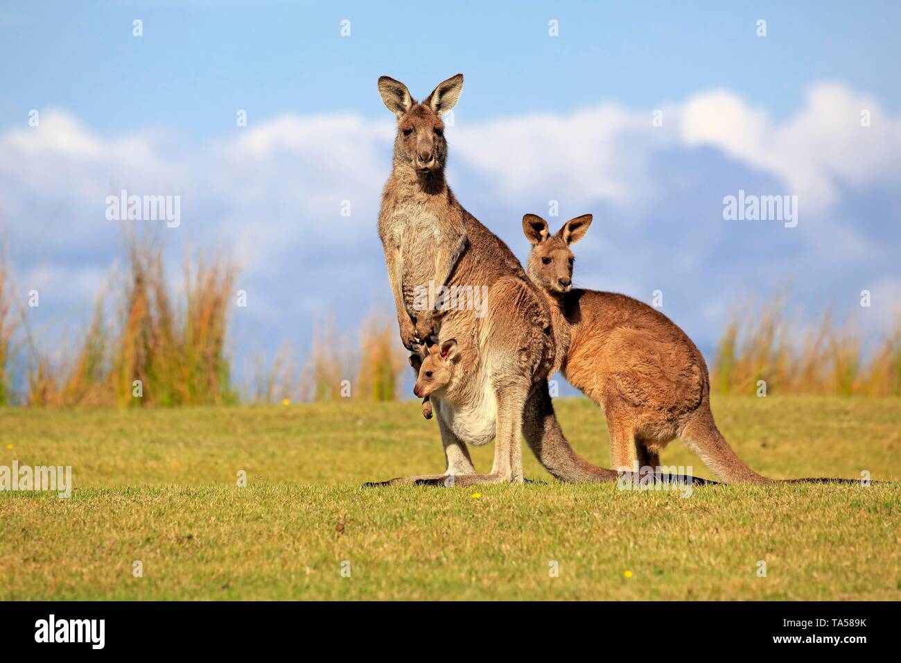 Östlichen grauen Känguruhs (Macropus giganteus), Gruppe, Weibchen mit Jungen im Beutel, wachsam in einer grünen Wiese, Maloney Strand, New South Wales Stockfoto