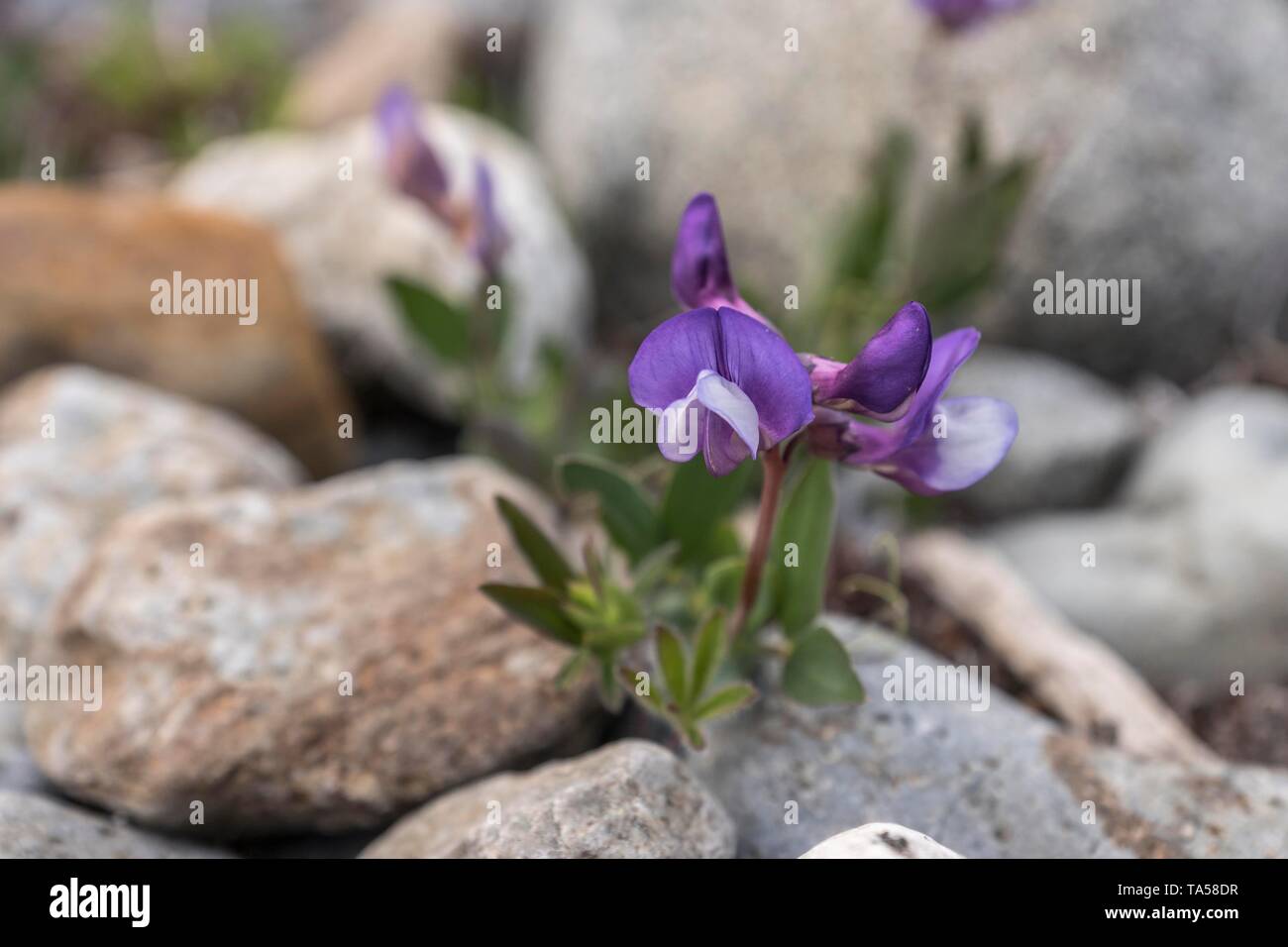 Kap Horn pea (Lathyrus Magellanicus), Nationalpark Los Glaciares, Provinz Santa Cruz, Patagonien, Argentinien Stockfoto