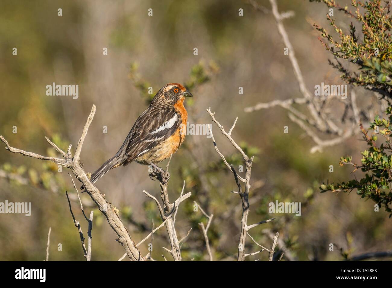 Rufous-tailed Phytotoma Plantcutter (Rara), männlich, Torres del Paine Nationalpark, Region de Magallanes, Patagonien, Chile Stockfoto