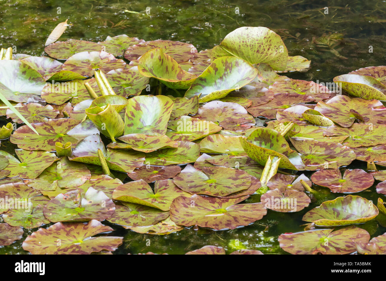 Seerosen (Nymphaeaceae, Lily Pads, Seerosen, Lilypads) in Wasser in einem Teich im Frühjahr in Großbritannien. Stockfoto