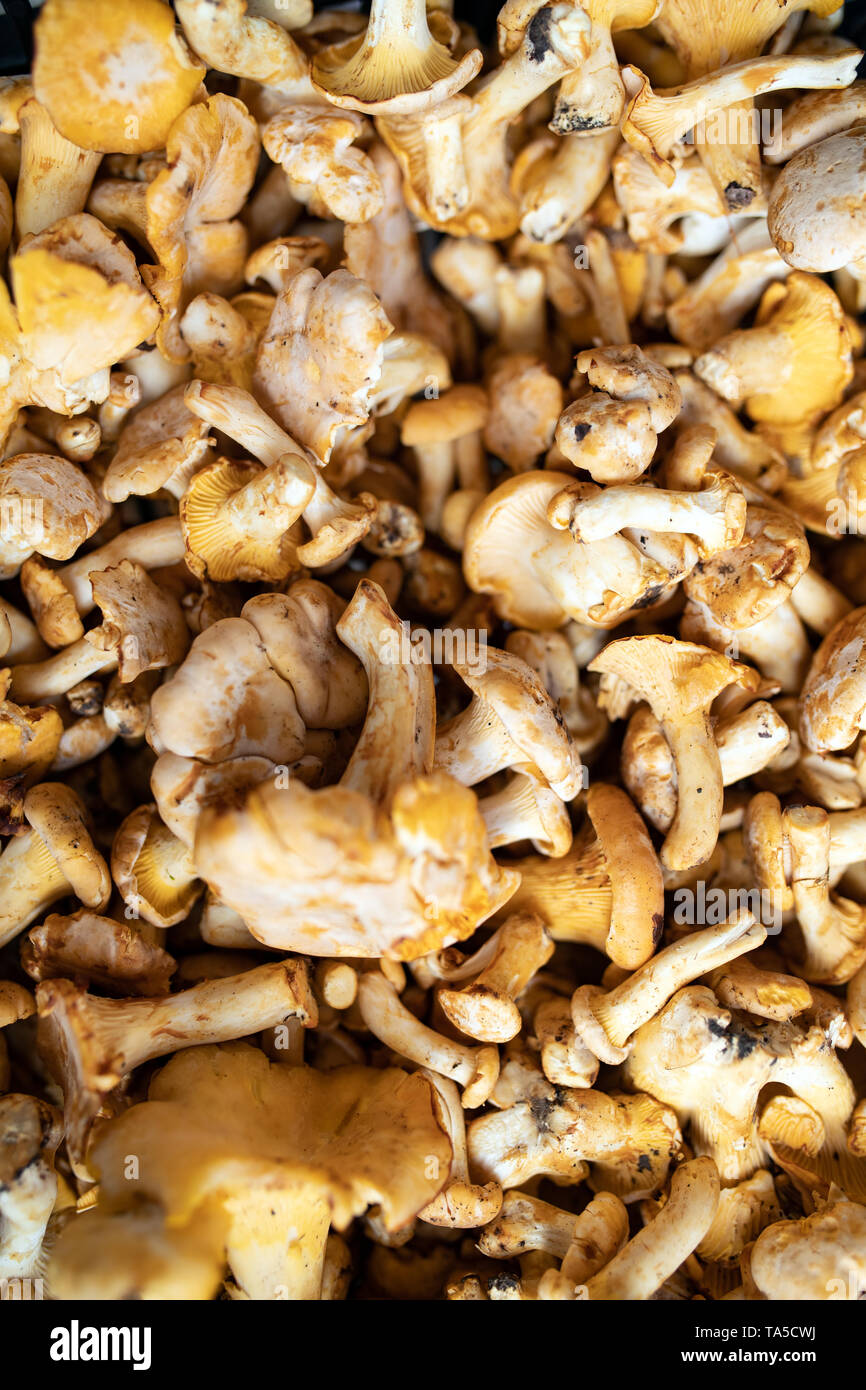 Frisch organische Pilze Hintergrund geerntet. Essbare Pilze Stockfoto