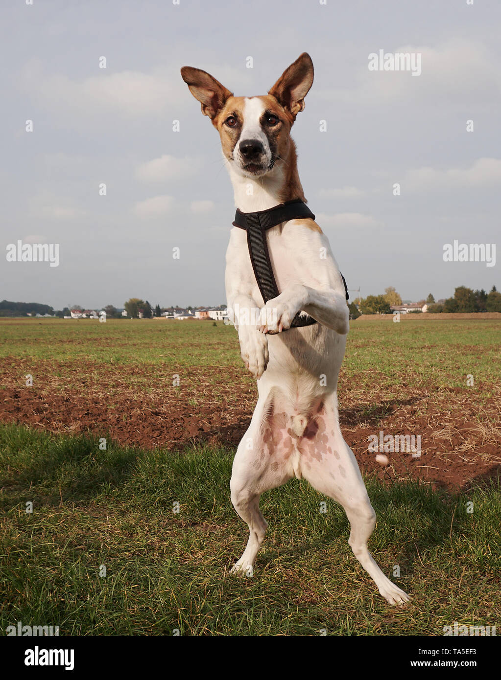 Ein Hund kann Dein bester Freund sein. Großer Hund stehend auf seine Hinterbeine Stockfoto