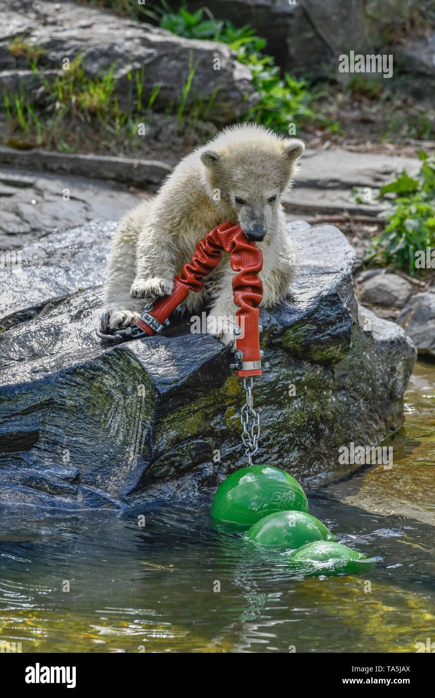 Der Eisbär kind Hertha spielt in der Eisbär Anordnung, Tierpark, Friedrich Feld, helle Berg, Berlin, Deutschland, eisbärenkind Hertha Stockfoto