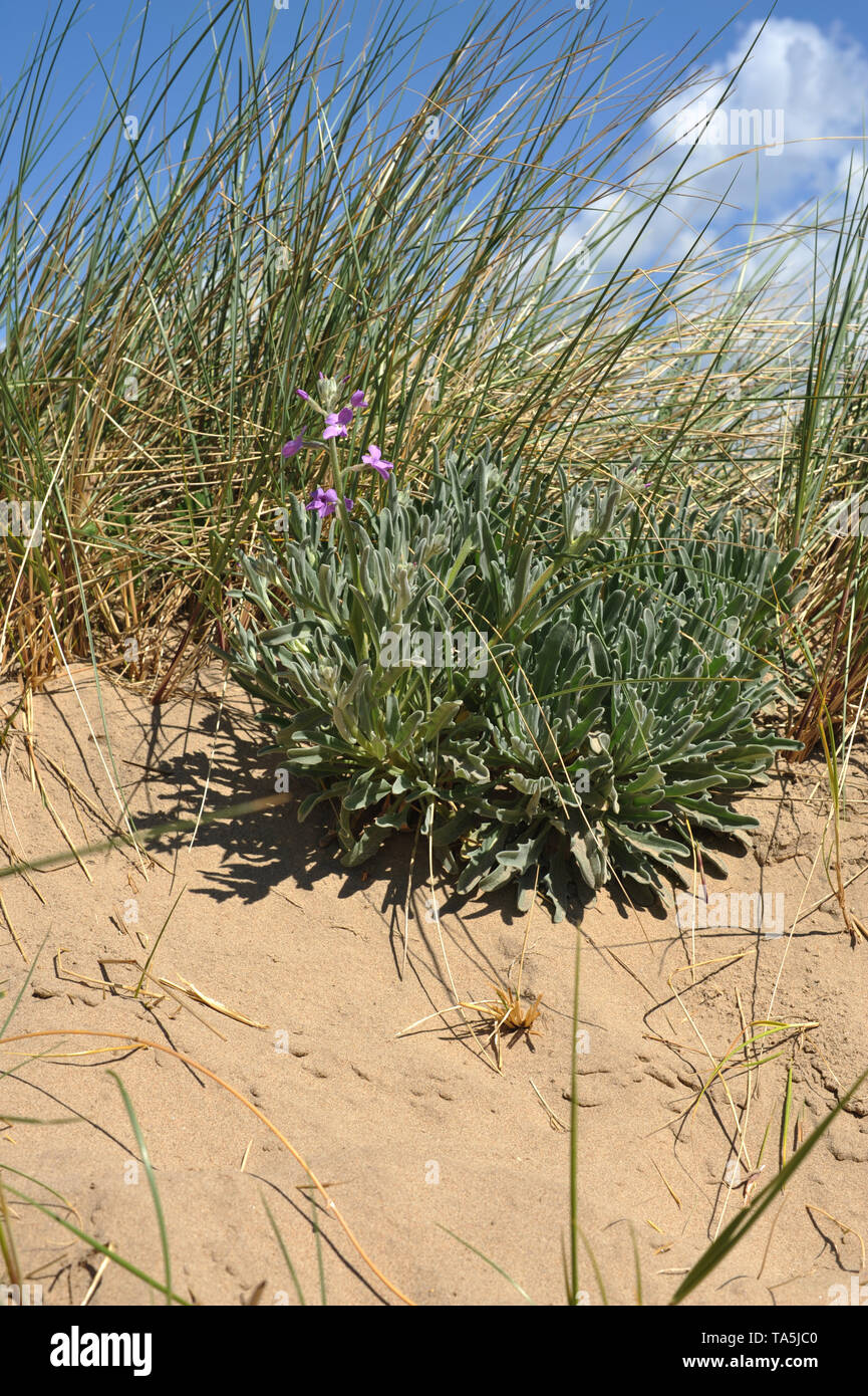 Meeresbestand wächst auf der sich bewegenden Sanddüne in Gower, Swansea, Wales Stockfoto