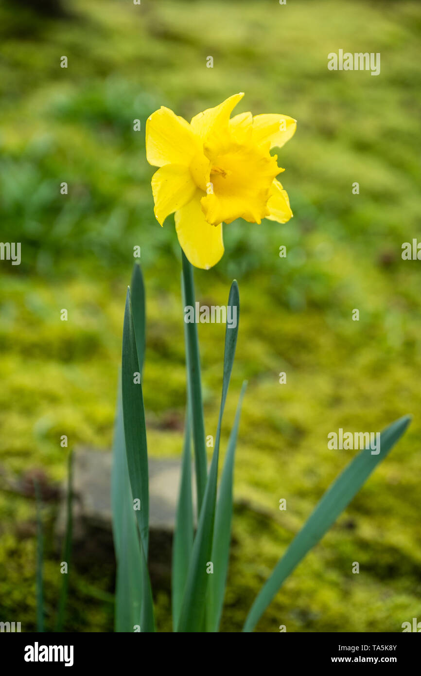 Narzisse Blume. Blüte mit grünen Blättern im Garten. Mitte geschossen Stockfoto