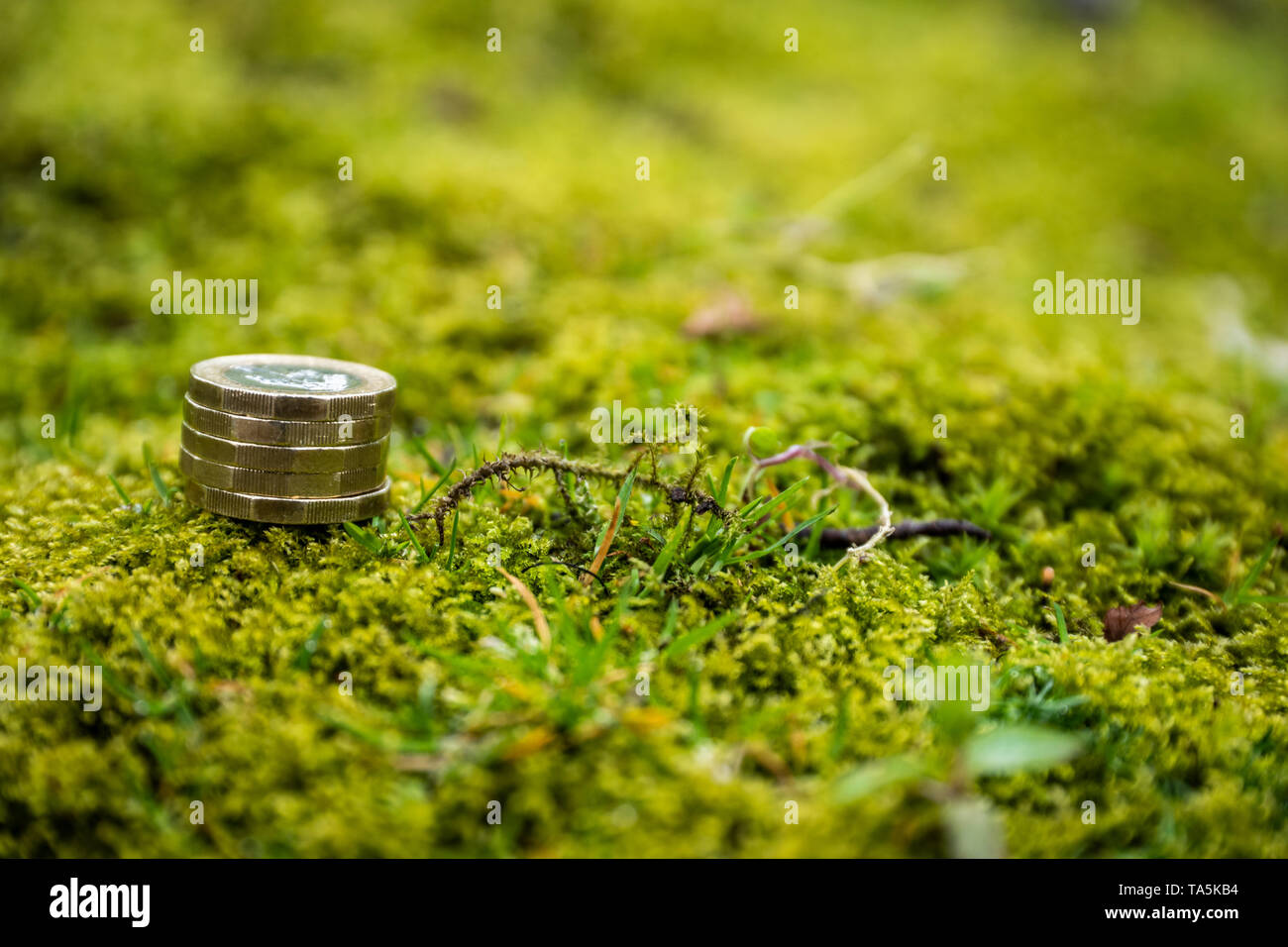 Einige britische Münzen im Garten. Grossbritannien Penny. Geld. Die Raute. Großen grünen Garten Stockfoto