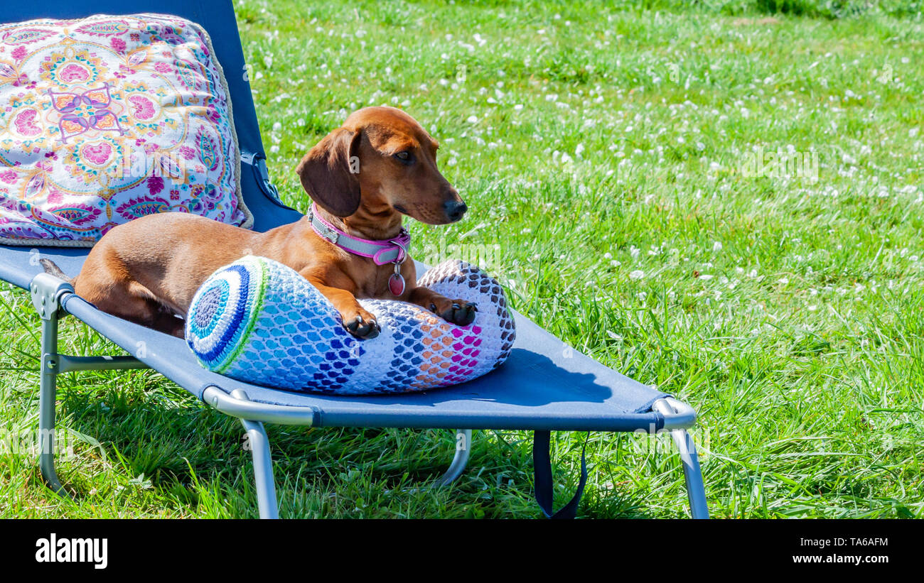 Entspannt Dackel sitzen bequem auf einem Kissen auf einer Liegewiese Lounge Chair, entspannt Frühling Oensel Süd Limburg in den Niederlanden Stockfoto