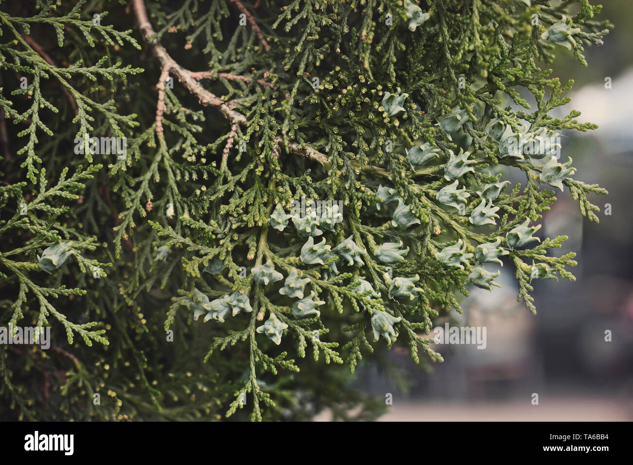 Immergrüne Nadeln von jungen in Cypress Botanik Garten Nahaufnahme. Stockfoto