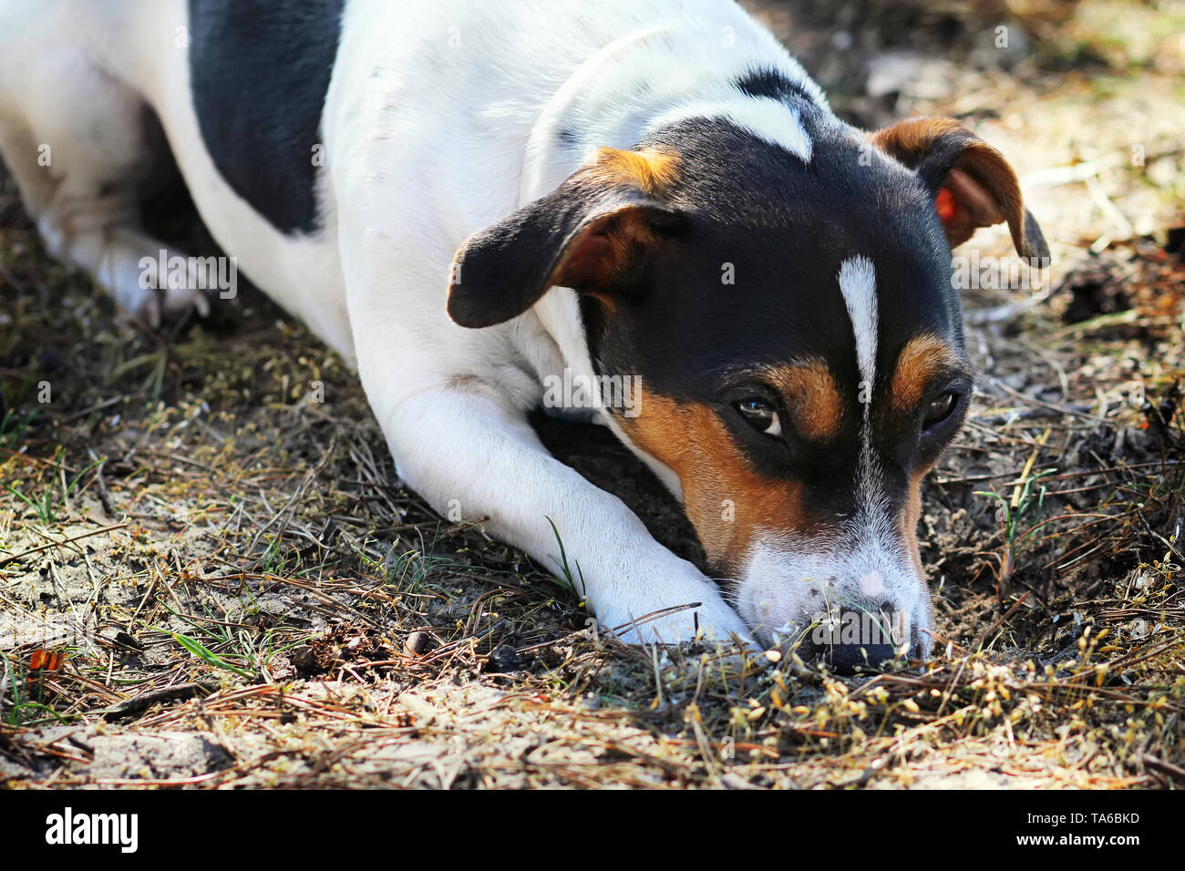 Der Hund Jack Russell Terrier liegt auf einer Wiese im Wald. Stockfoto