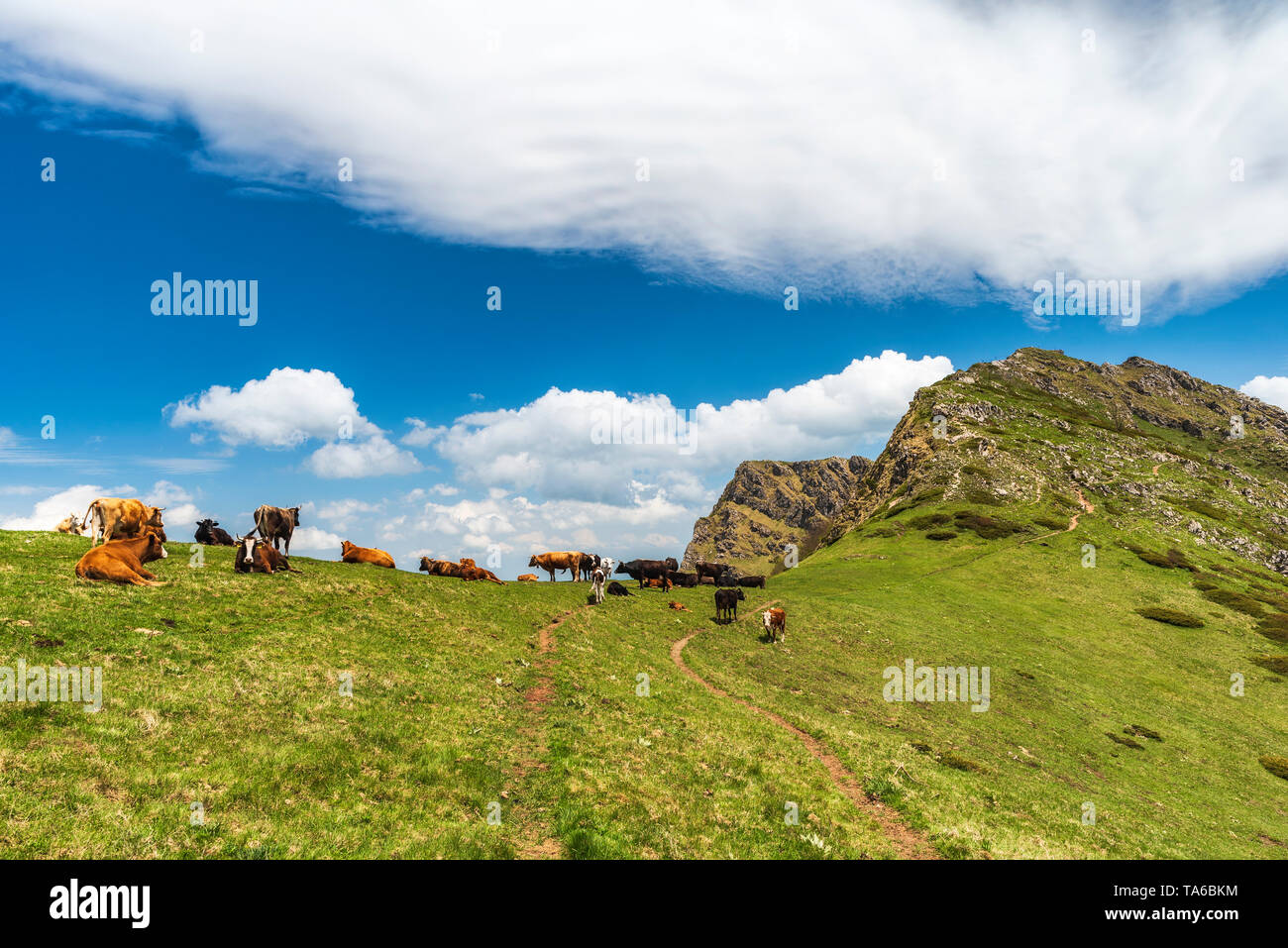 Berg Kühe in sonniger Frühlingstag Stockfoto